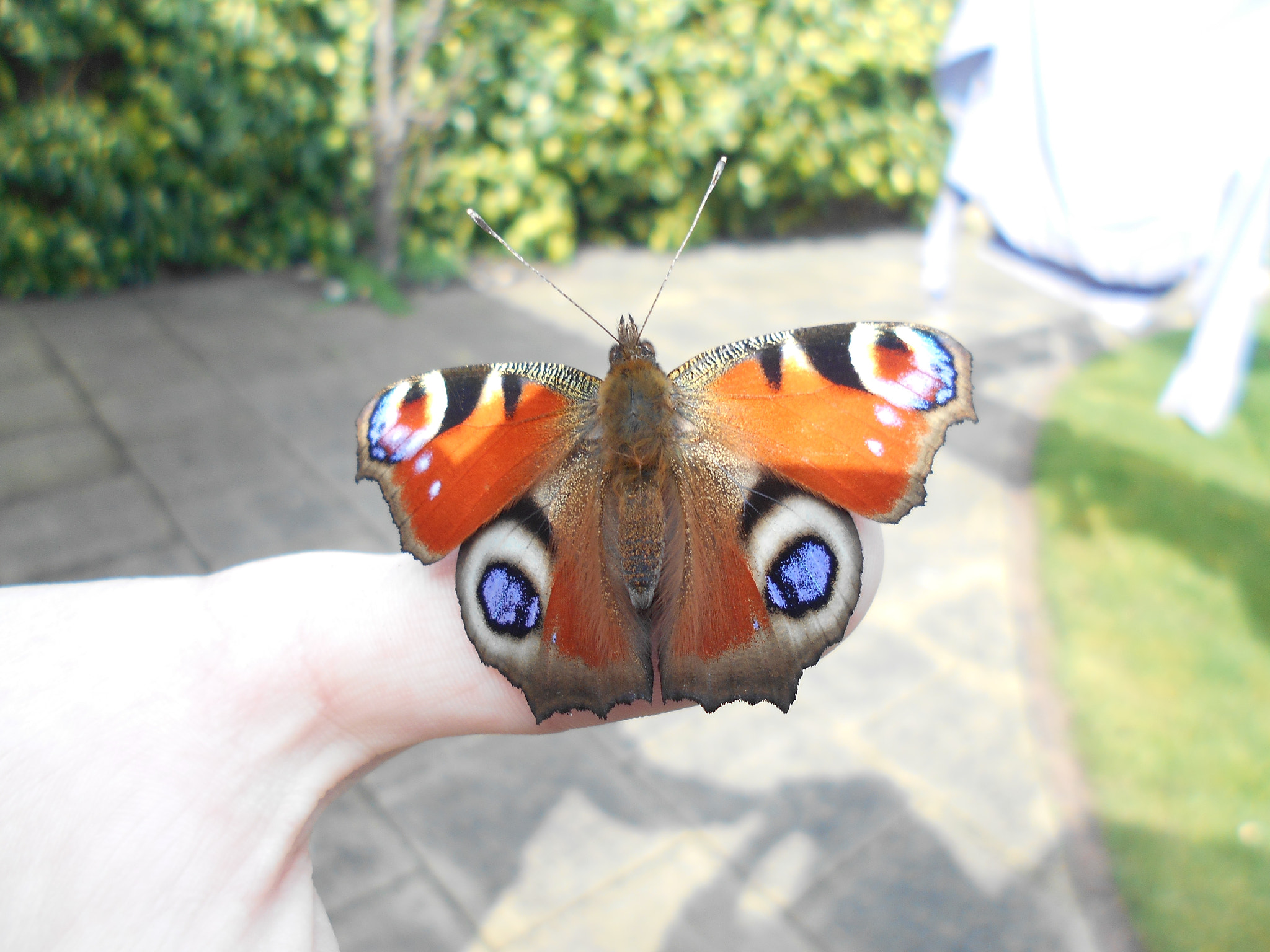 Nikon Coolpix S2900 sample photo. Butterfly photography
