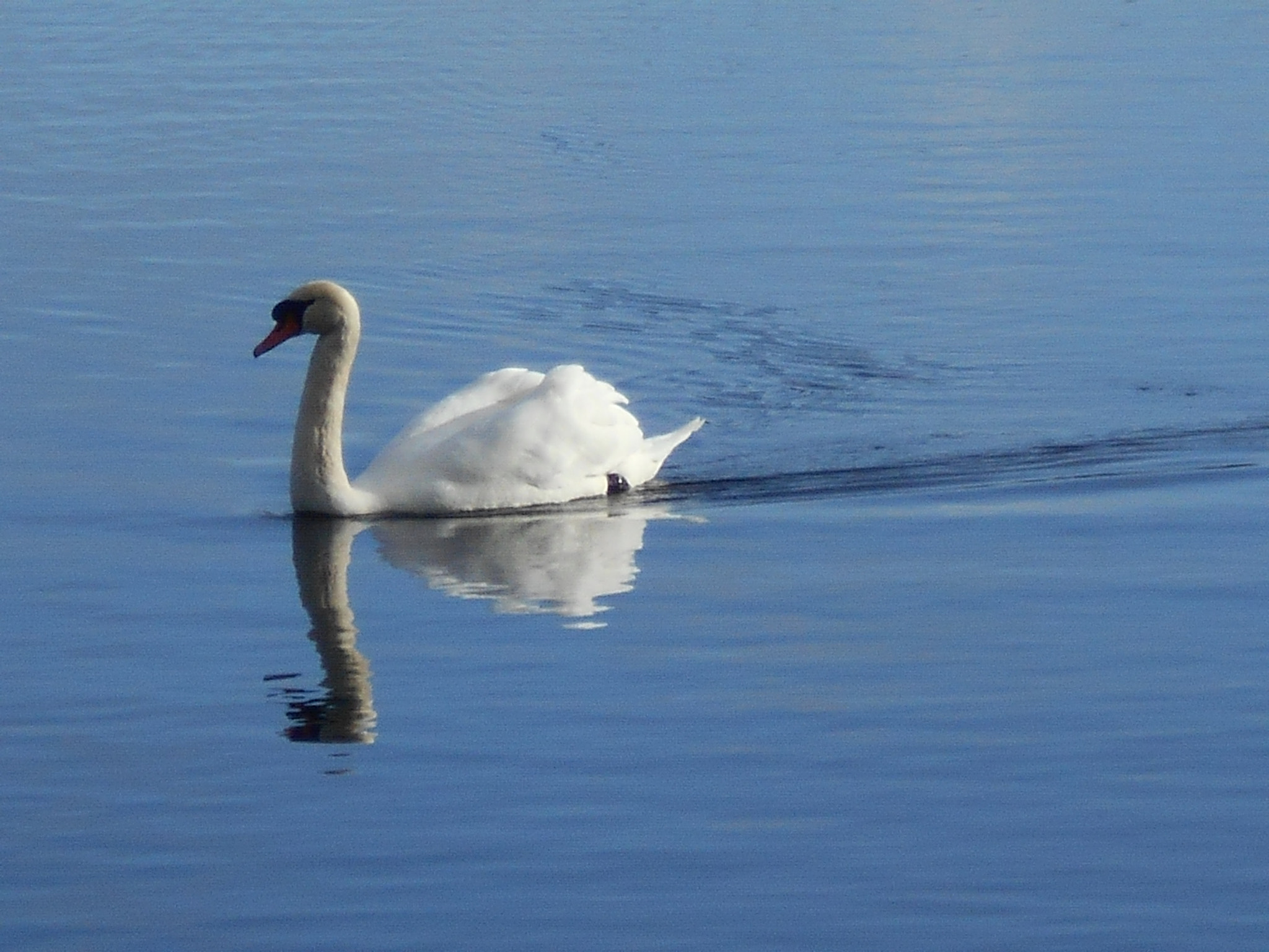 Nikon Coolpix S2900 sample photo. Swan photography