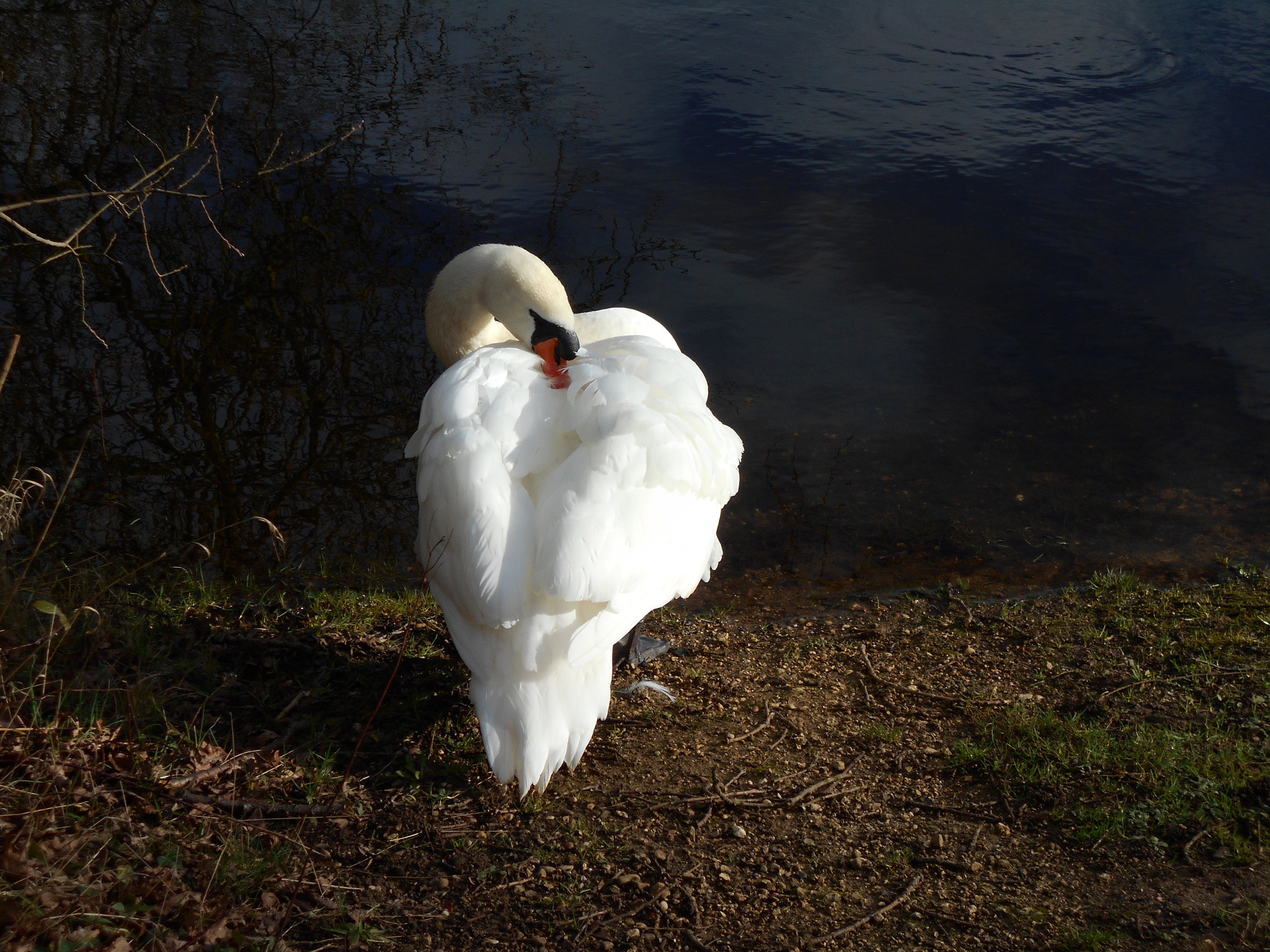 Nikon Coolpix S2900 sample photo. Swan photography
