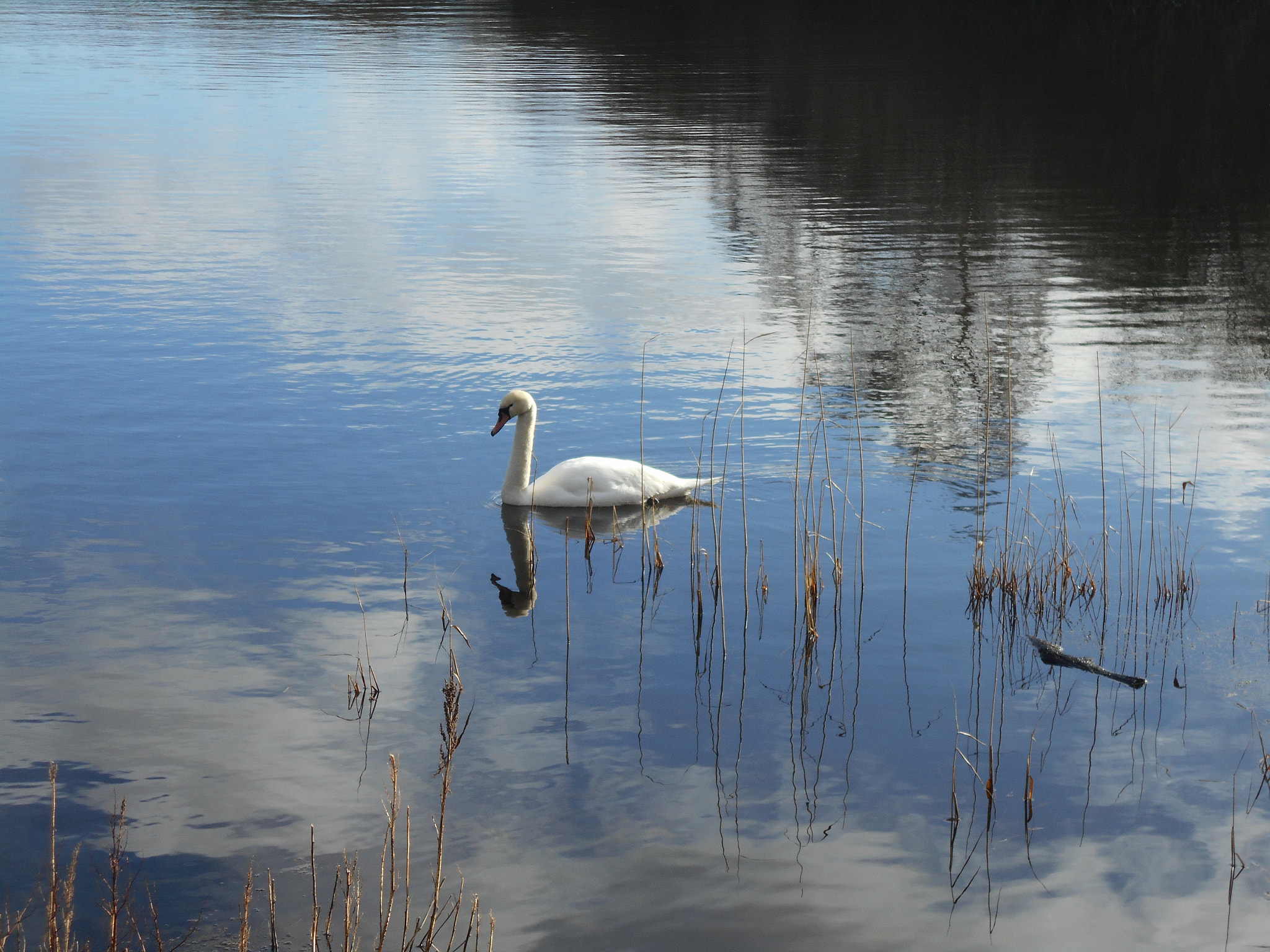 Nikon Coolpix S2900 sample photo. Swan photography