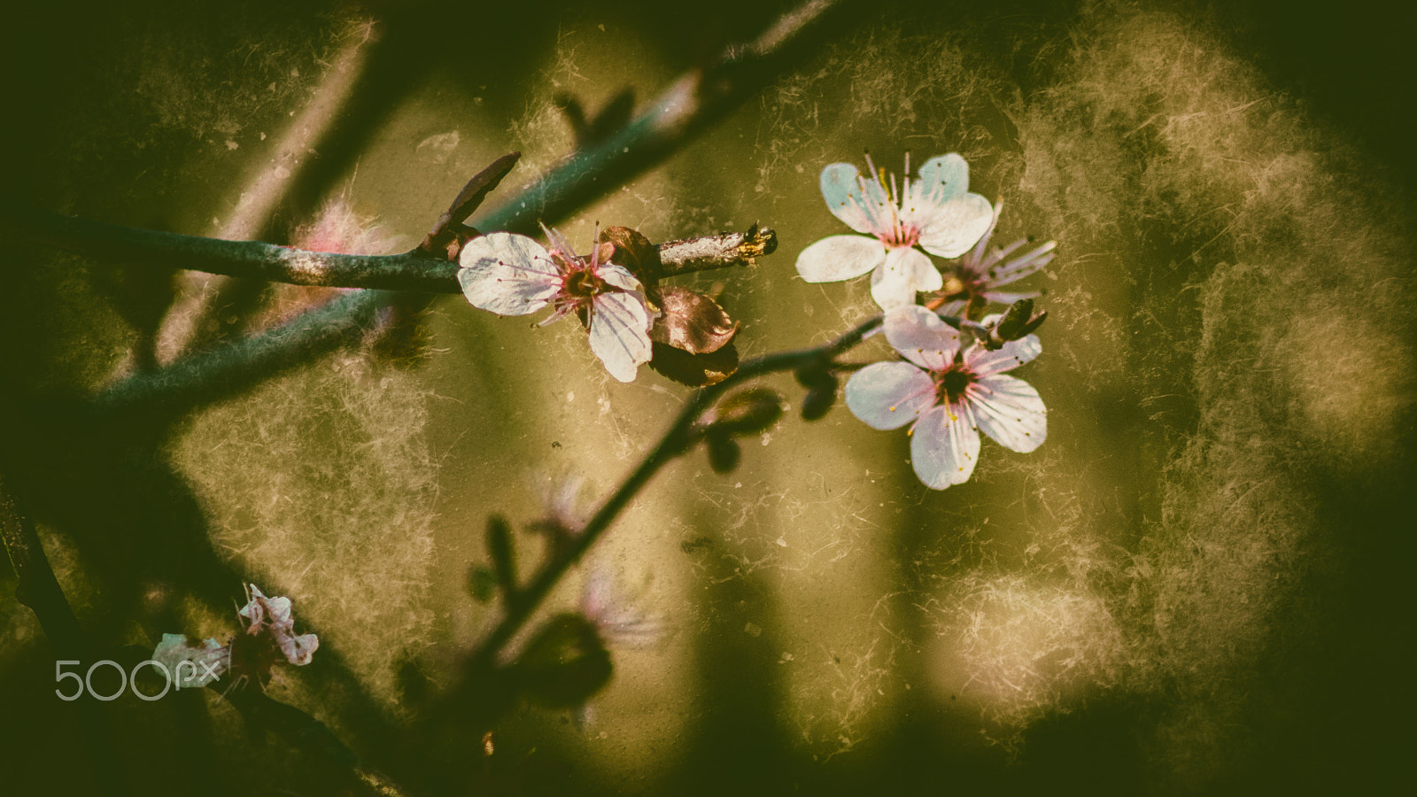 Canon EF 80-200mm F4.5-5.6 II sample photo. Printemps fleurs photography