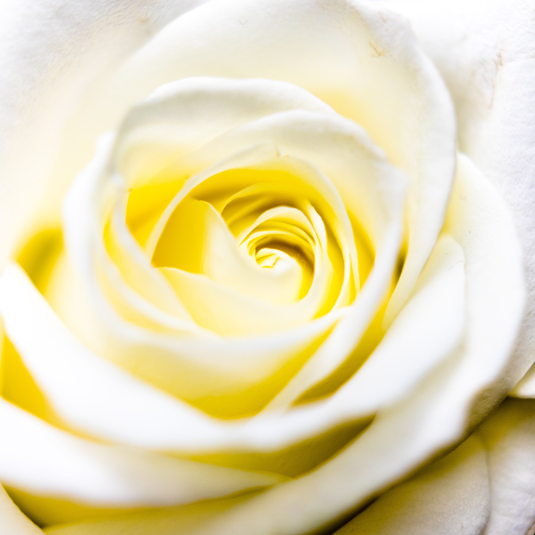Sony a7 II + Sony Sonnar T* FE 35mm F2.8 ZA sample photo. 290/365: rose photography