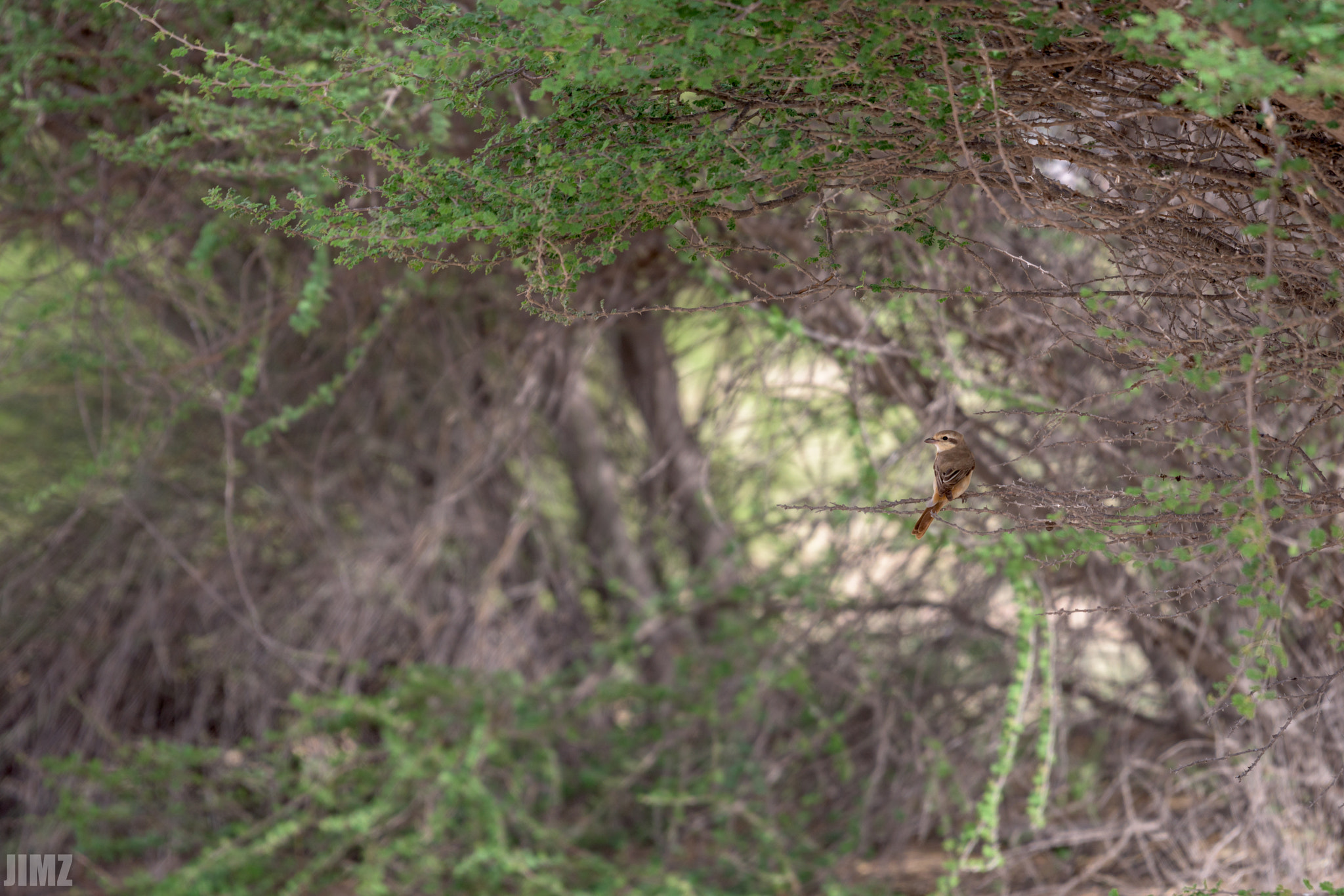 Nikon AF-S Nikkor 200-500mm F5.6E ED VR sample photo. Brown shrike photography
