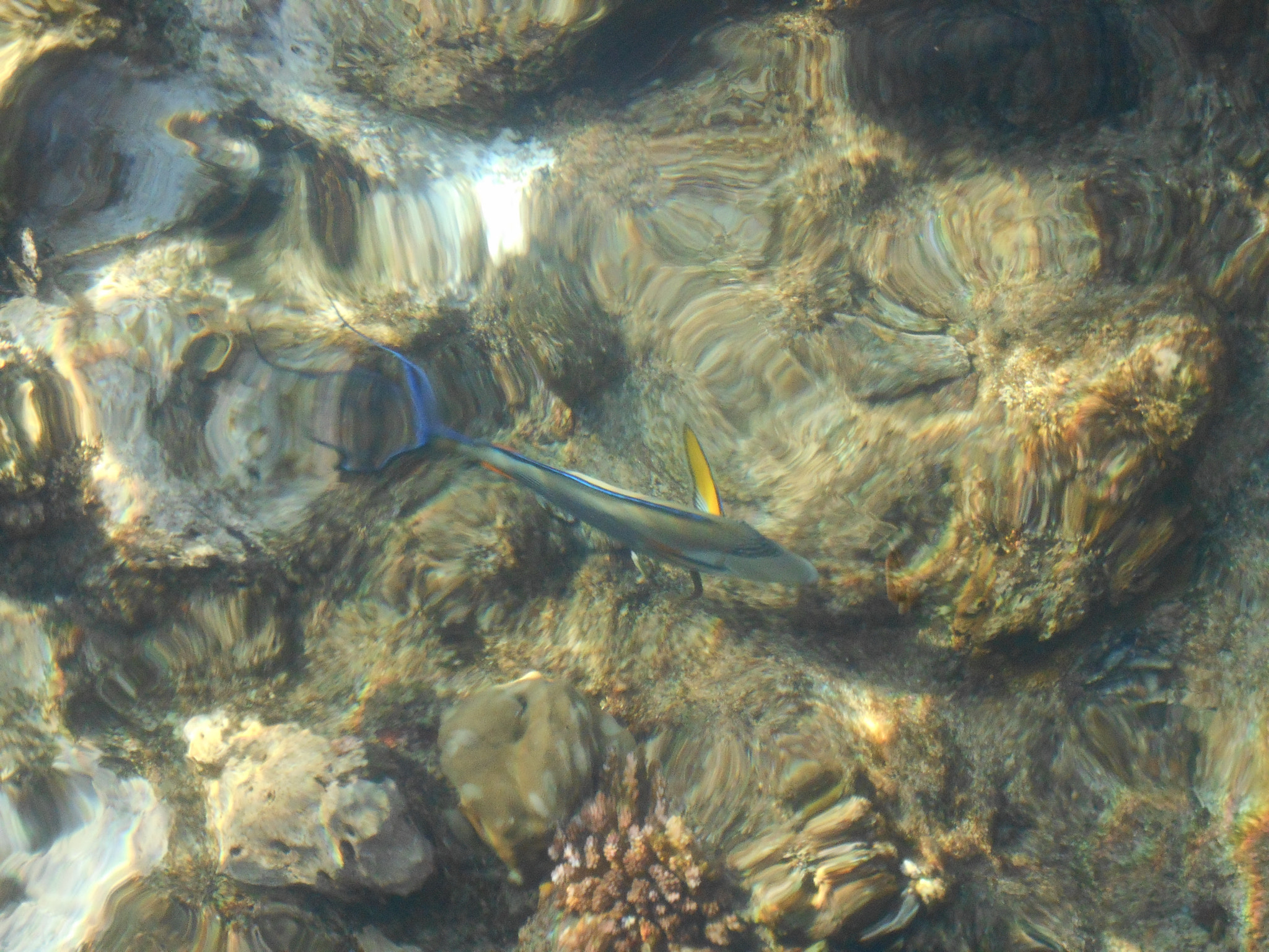 Nikon Coolpix S2900 sample photo. Parrot fish photography