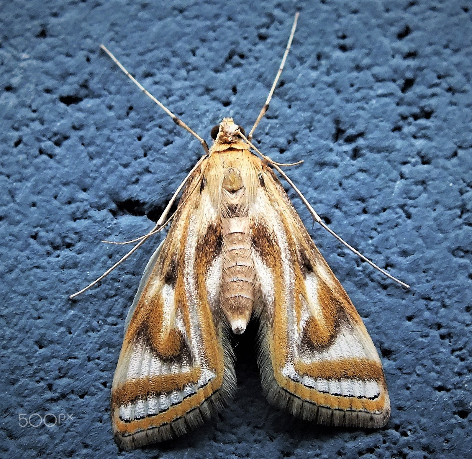 Fujifilm FinePix HS28EXR sample photo. Moth photography