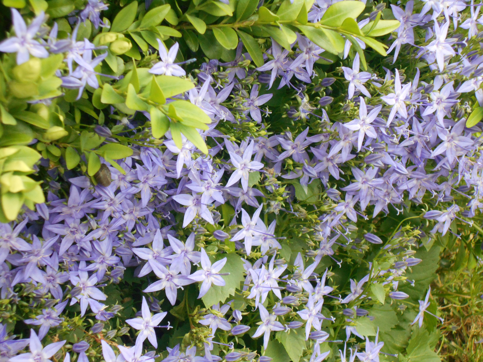 Nikon Coolpix S2900 sample photo. Grouping on purple flowers photography