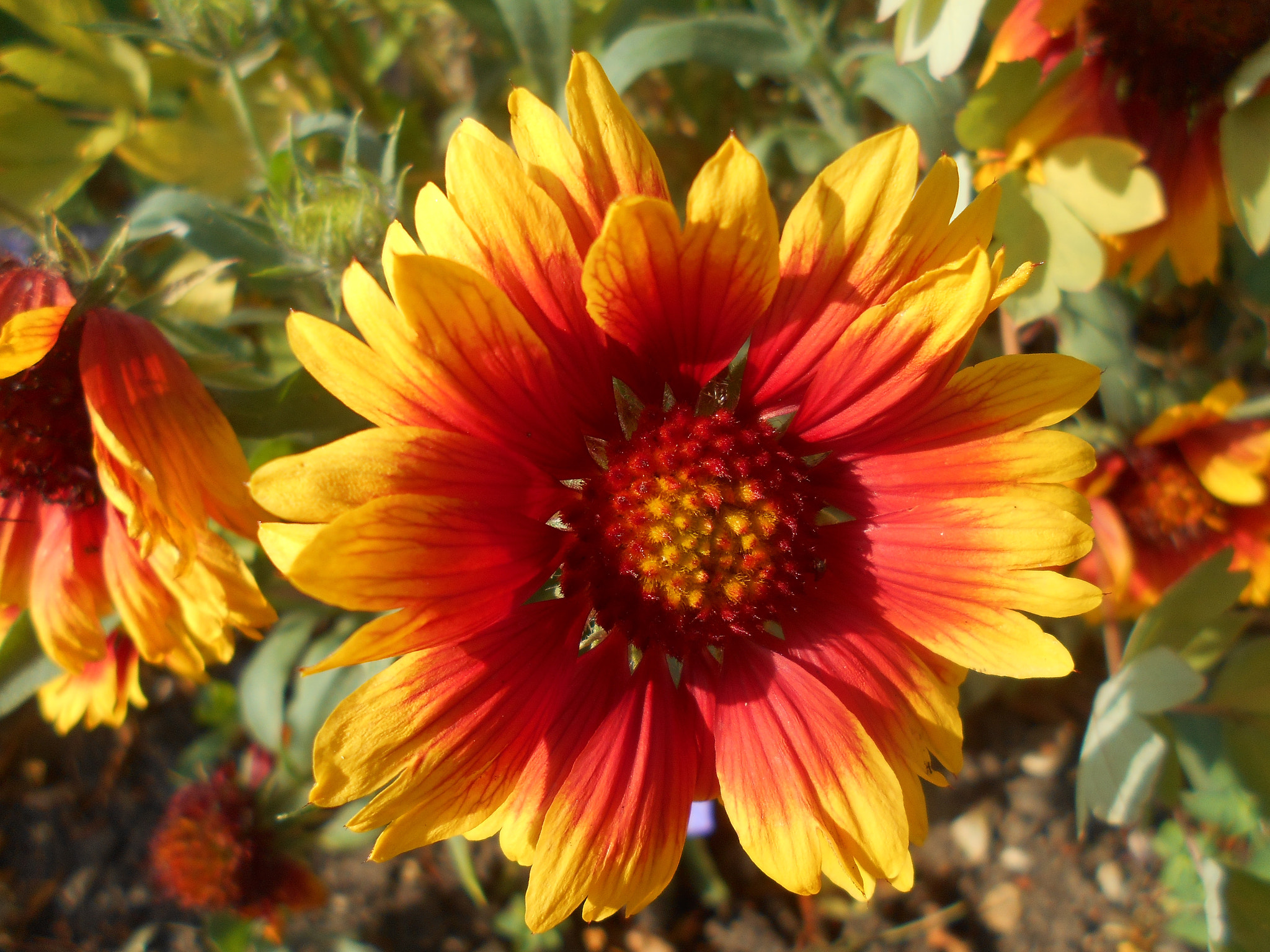 Nikon Coolpix S2900 sample photo. Yellow and orange flower photography
