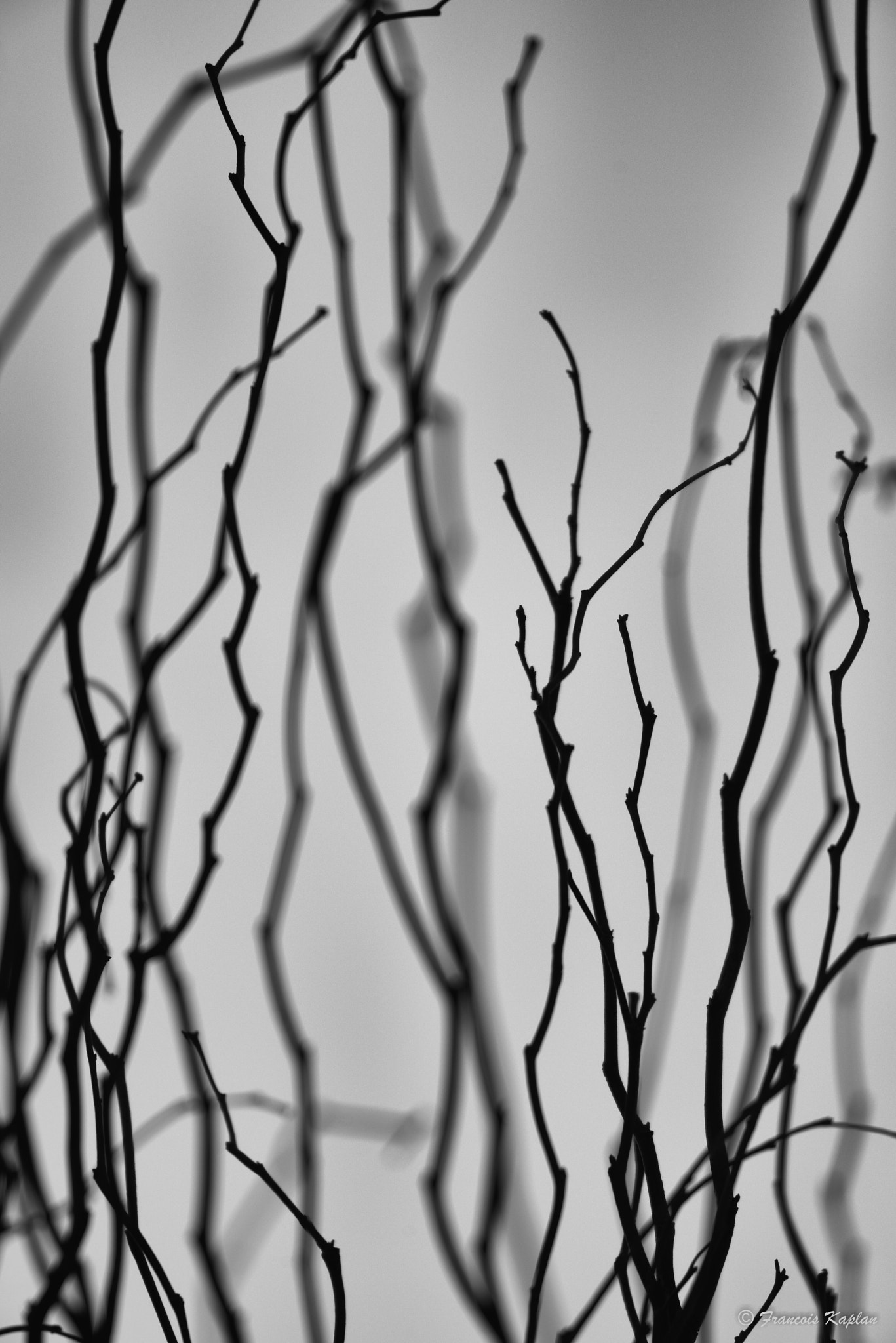Nikon Nikkor AF-S 300mm F4E PF ED VR sample photo. Branches photography