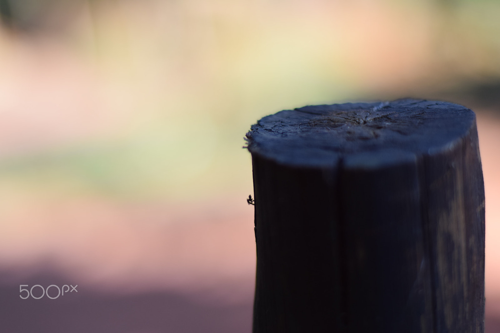 Nikon D5300 + Nikon AF Nikkor 50mm F1.8D sample photo. Toco de madeira photography