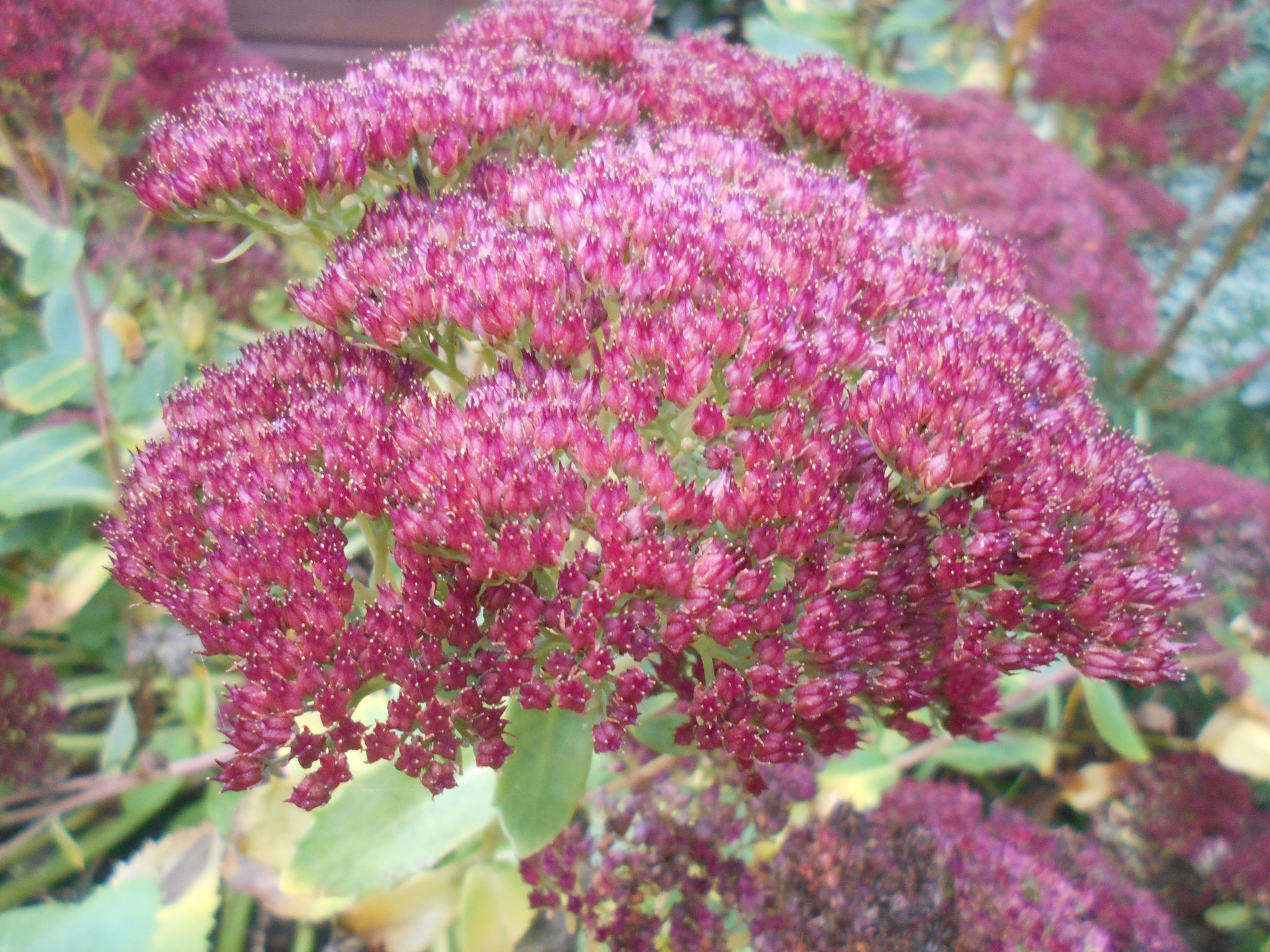 Nikon Coolpix S2900 sample photo. Pink flowers photography