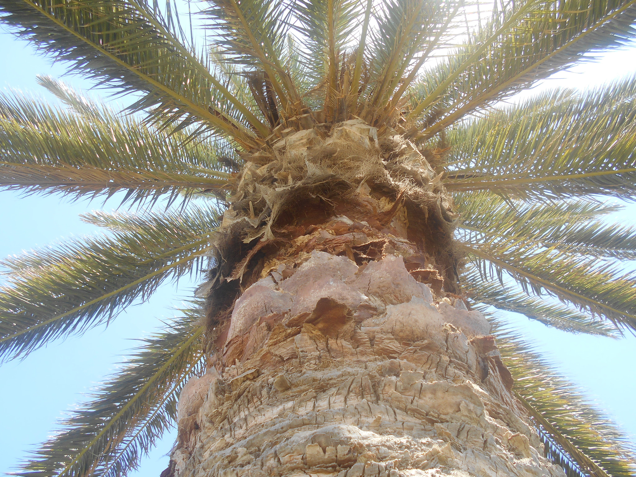 Nikon Coolpix S2900 sample photo. Palm tree photography
