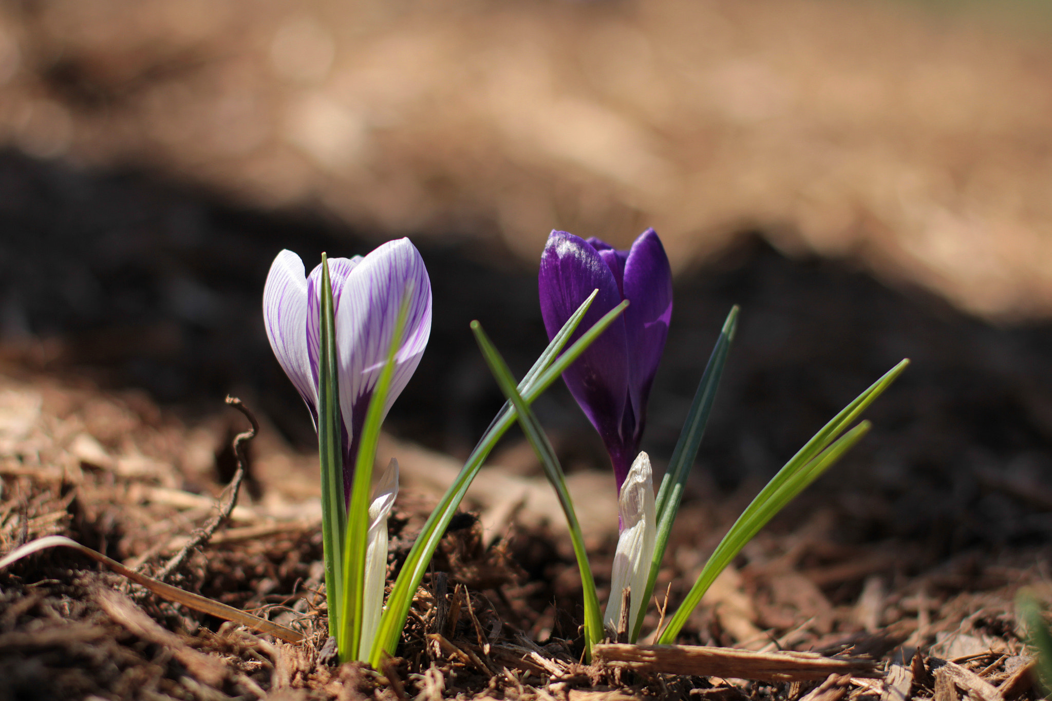 Canon EOS 550D (EOS Rebel T2i / EOS Kiss X4) sample photo. Spring's coming photography