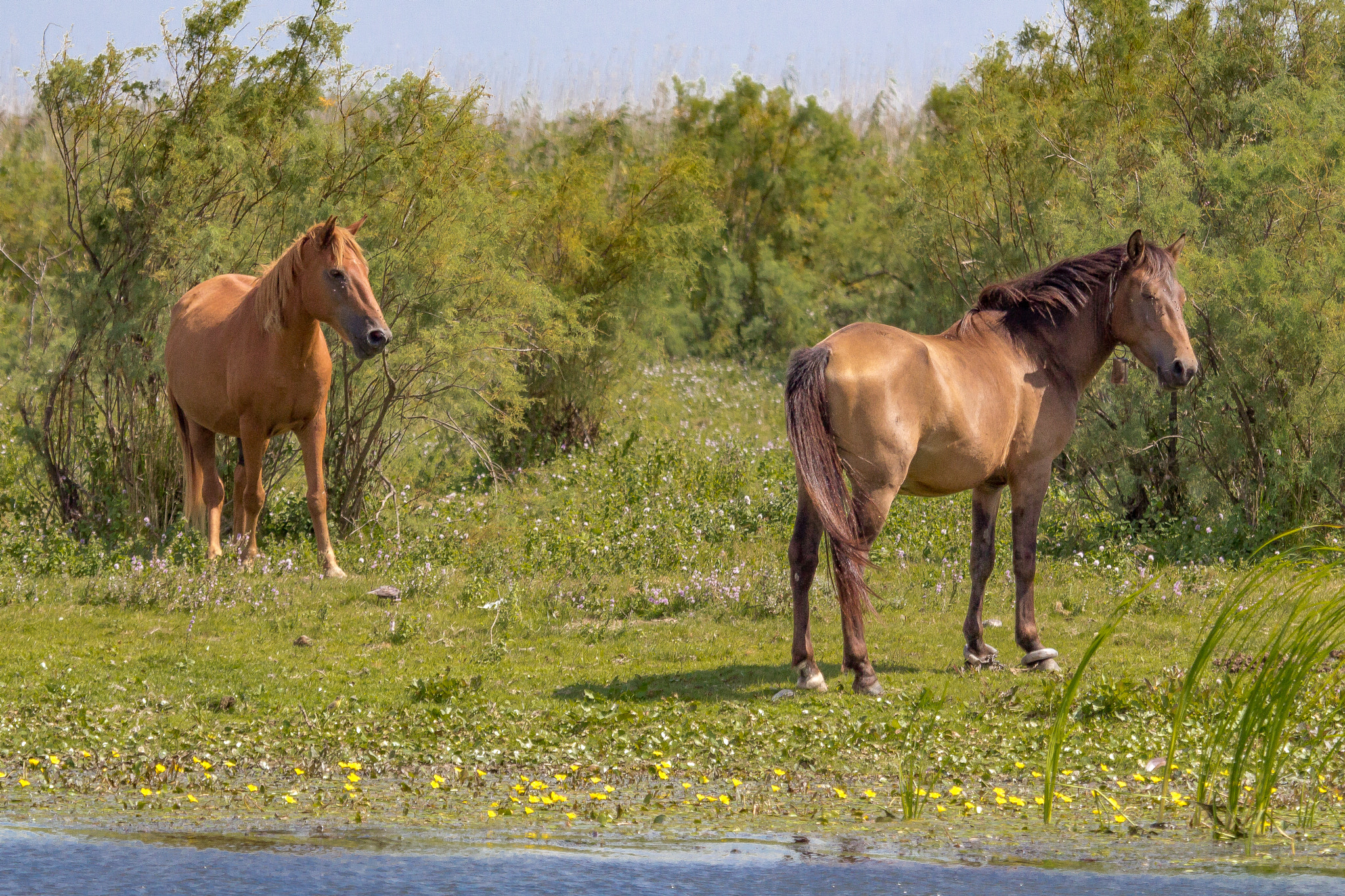 Canon EF 100-400mm F4.5-5.6L IS USM sample photo. Horses photography
