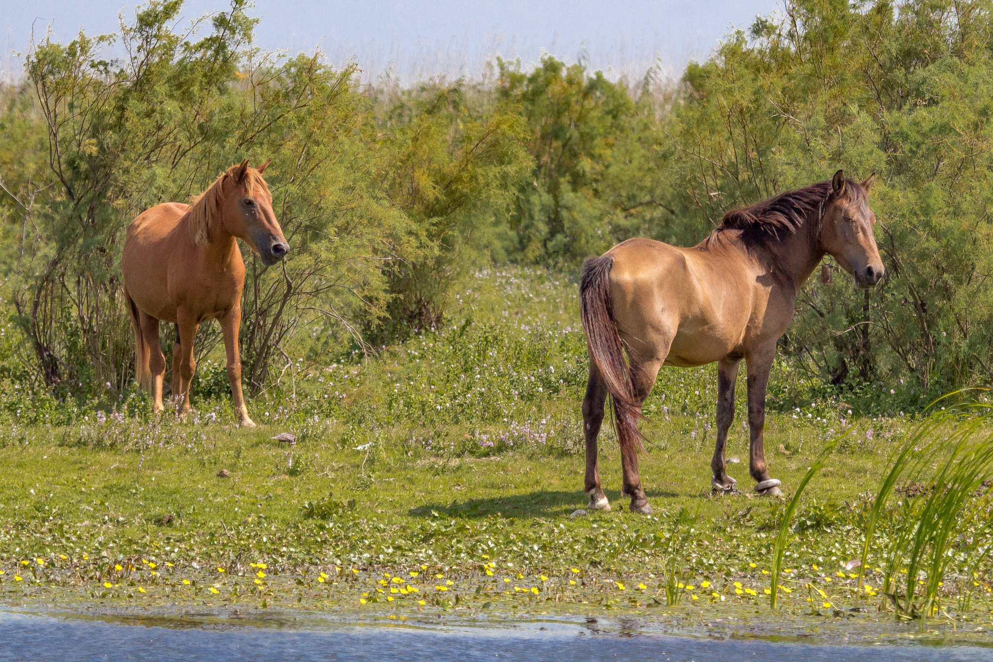 Canon EOS 60D + Canon EF 100-400mm F4.5-5.6L IS USM sample photo. Horses photography