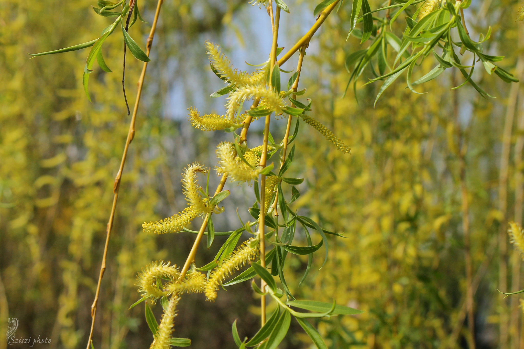 Canon EF-S 55-250mm F4-5.6 IS sample photo. Img photography
