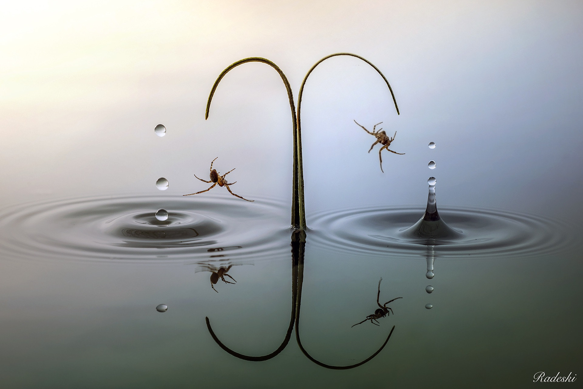 Nikon D800E + Nikon AF Micro-Nikkor 60mm F2.8D sample photo. Spiders on the swing photography