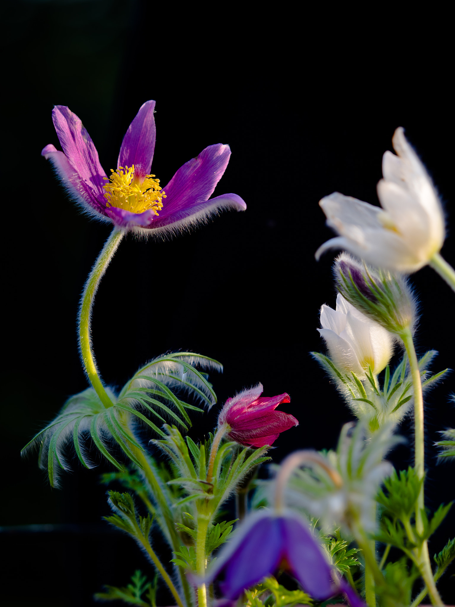 Olympus OM-D E-M1 Mark II + Olympus M.Zuiko Digital ED 40-150mm F2.8 Pro sample photo. Pulsatilla xxx -  velvet and silk photography