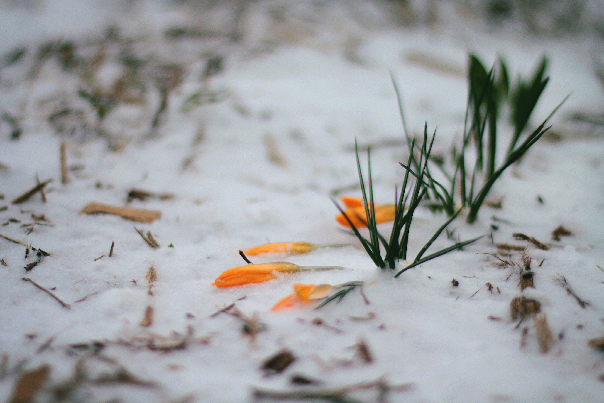 Canon EOS 550D (EOS Rebel T2i / EOS Kiss X4) sample photo. Oranges photography
