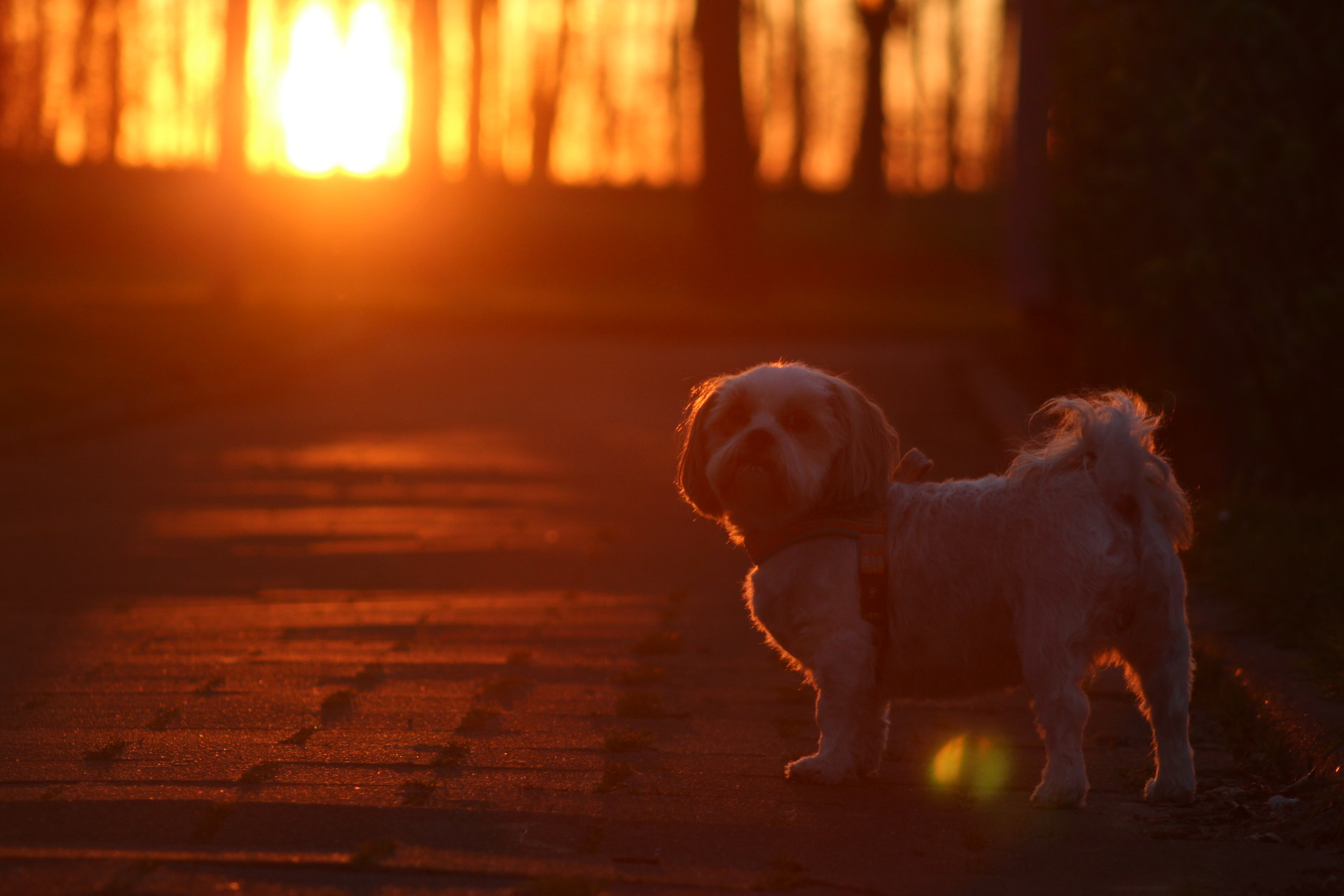 Canon EF 75-300mm f/4-5.6 USM sample photo. Boris photography