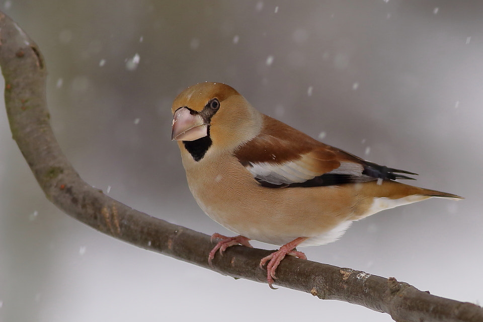 Canon EF 400mm F5.6L USM sample photo. Hawfinch - female in snowfall photography