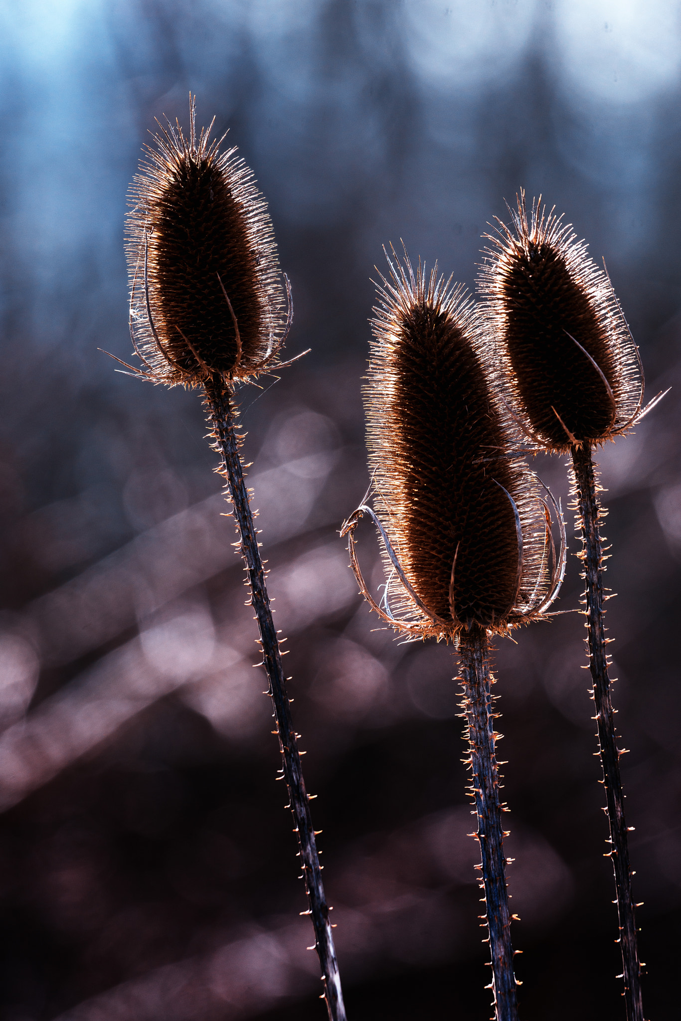 Sony a99 II sample photo. Spiny photography