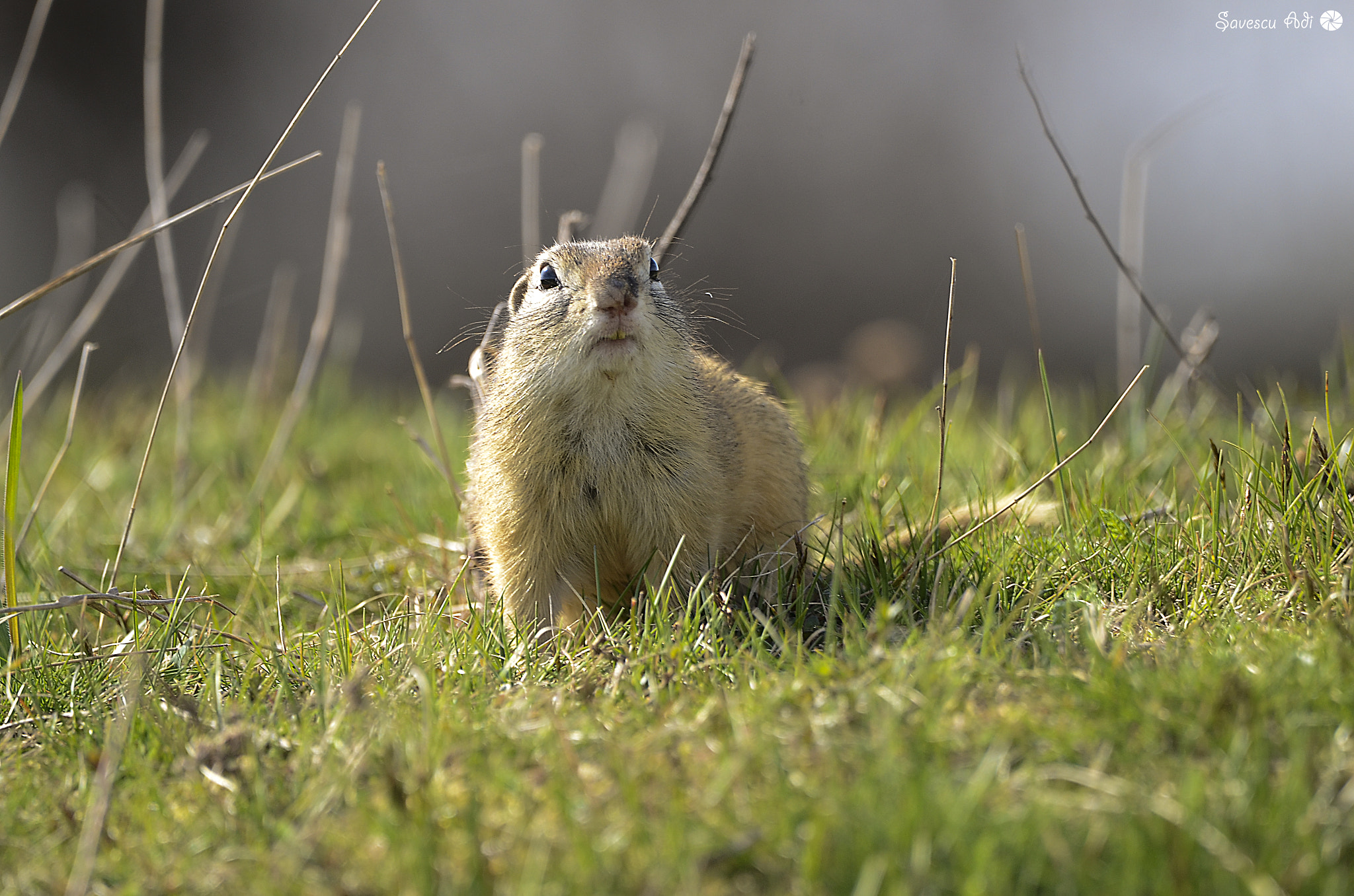 Nikon D7000 sample photo. Popandau , gopher , hörcsög photography