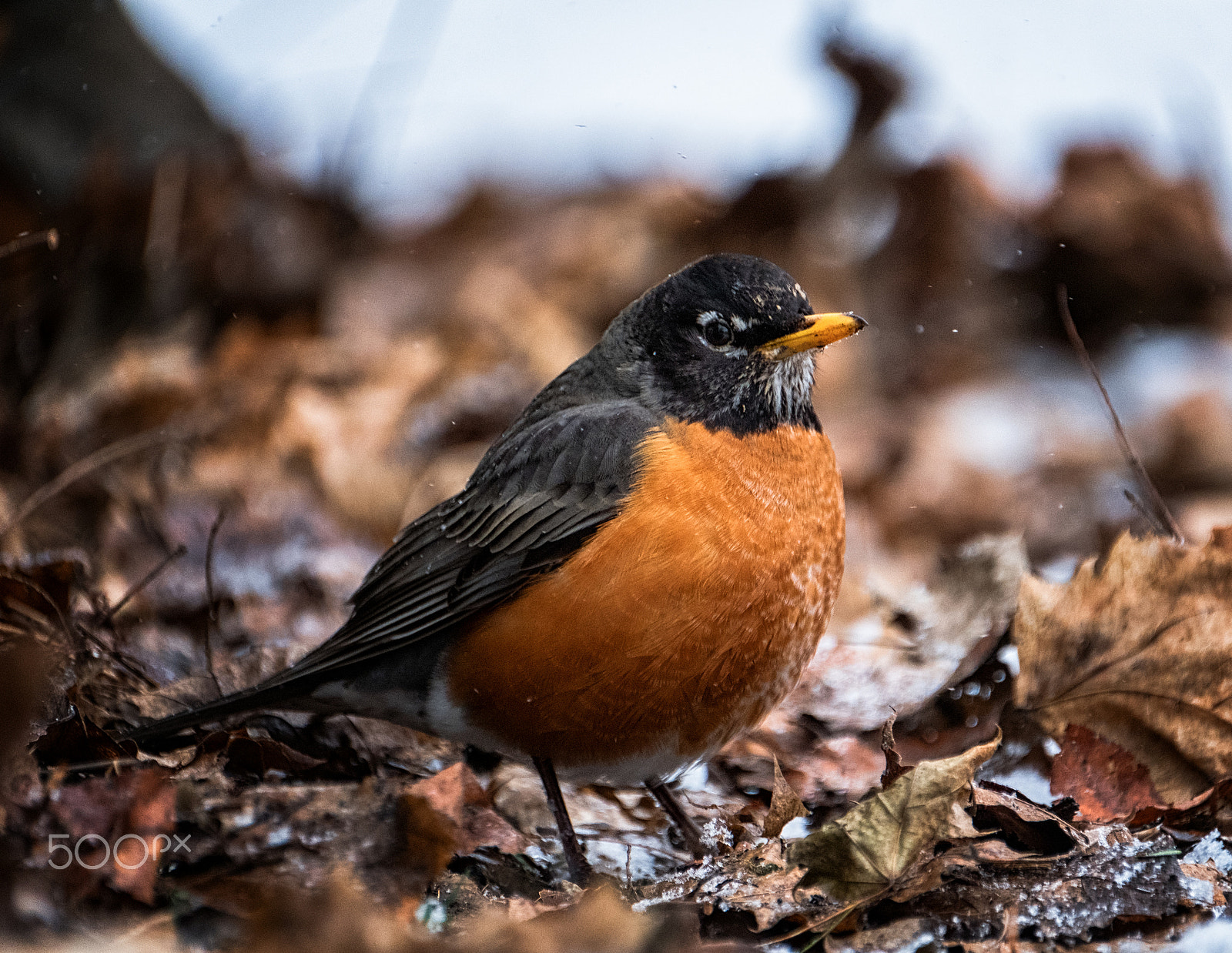 Fujifilm XF 100-400mm F4.5-5.6 R LM OIS WR sample photo. Tannery park robin photography