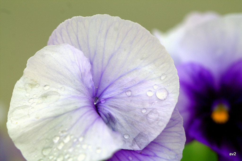 Canon EF 100mm F2.8L Macro IS USM sample photo. Gotas sobre flor photography