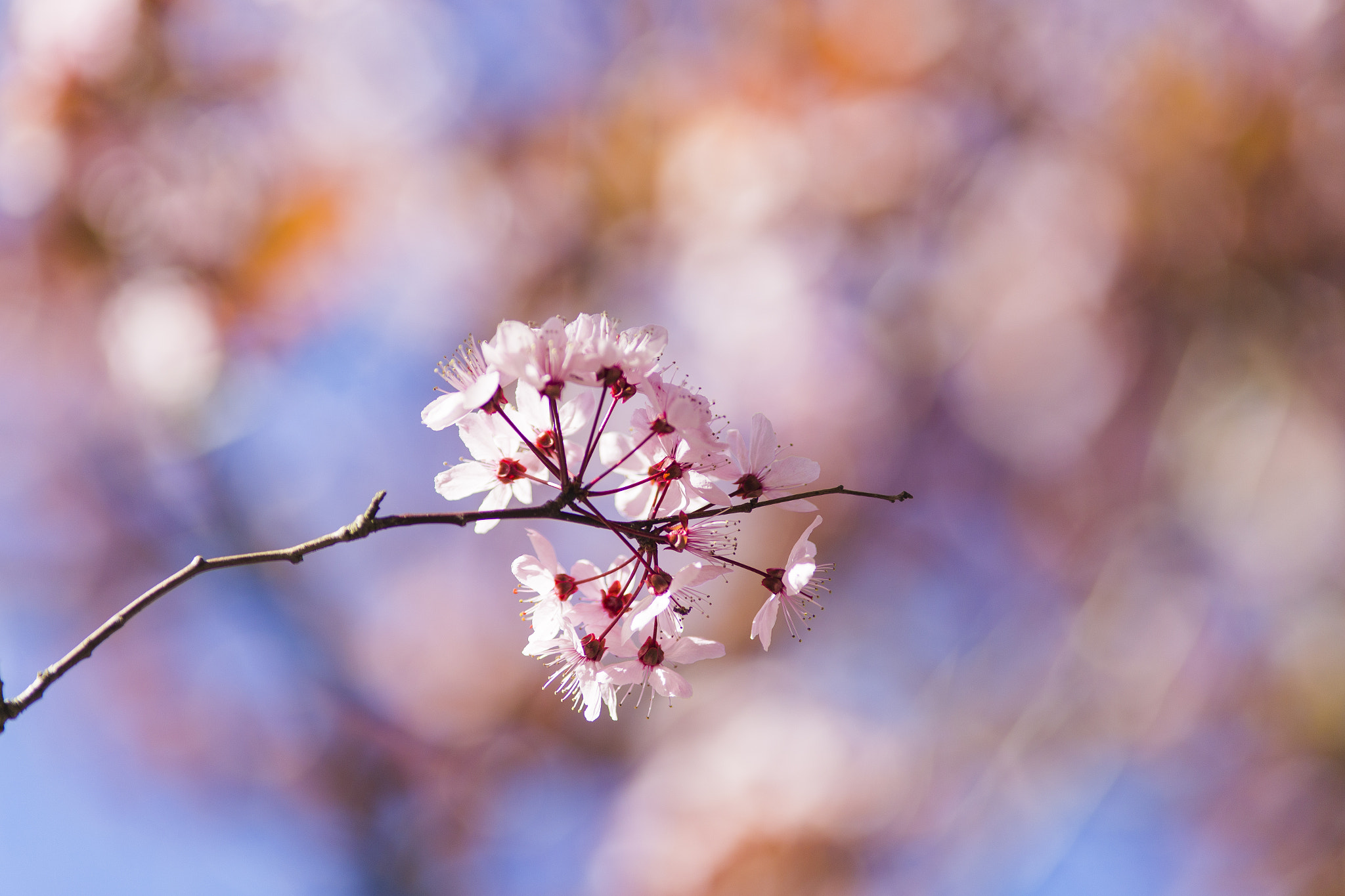 Canon EOS 6D + Canon EF 200mm F2.8L II USM sample photo. Spring vibes photography