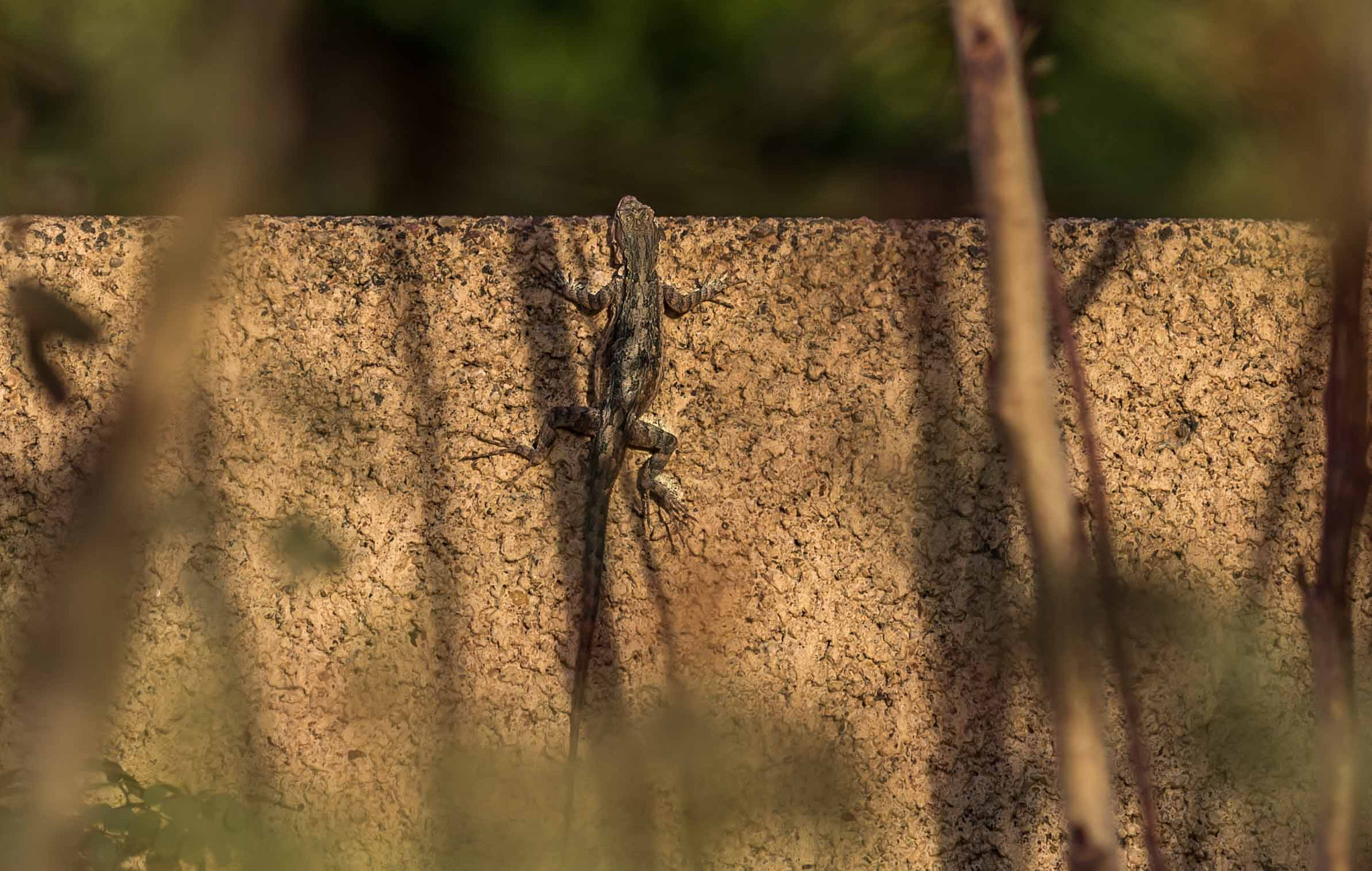 Sigma 105mm F2.8 EX DG OS HSM sample photo. Looking for the sun... photography
