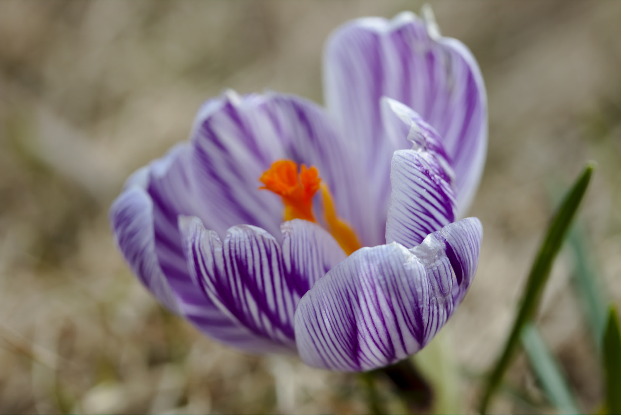 Canon EF-S 60mm F2.8 Macro USM sample photo. Celebrating spring photography