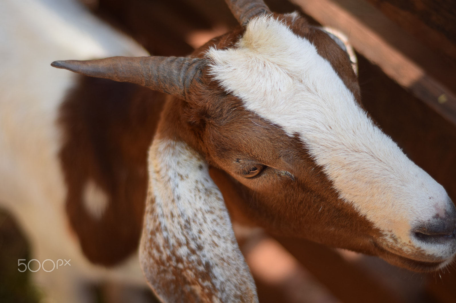 Nikon D5300 + Nikon AF Nikkor 50mm F1.8D sample photo. Bode na fazenda photography