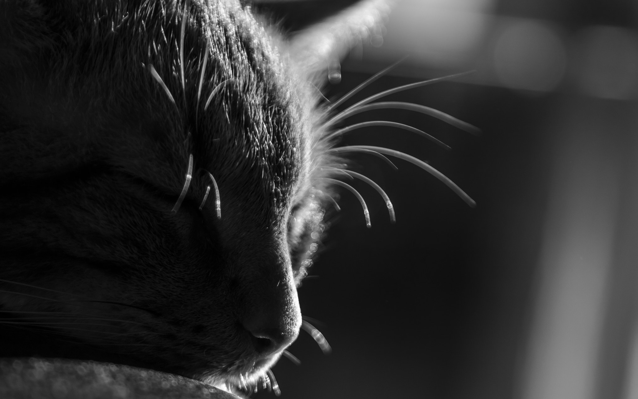 Canon EF 24-105mm F4L IS USM sample photo. Skaai photography