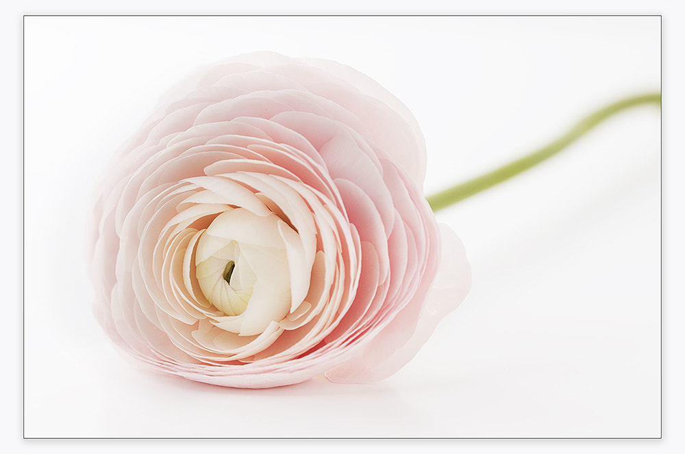 Sigma 150mm F2.8 EX DG OS Macro HSM sample photo. Ranunculus photography