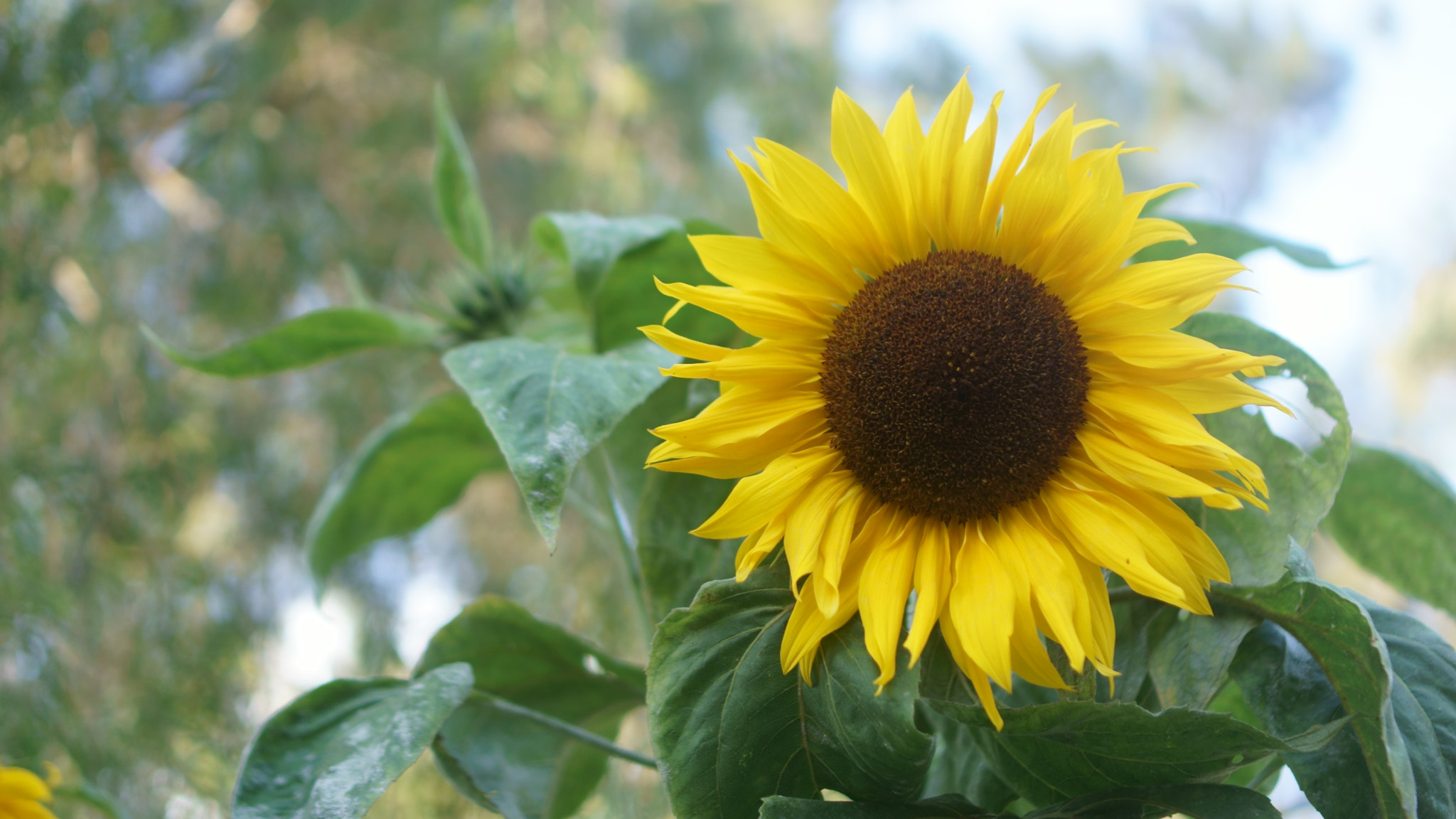 Sony a6000 sample photo. Flower sun. photography