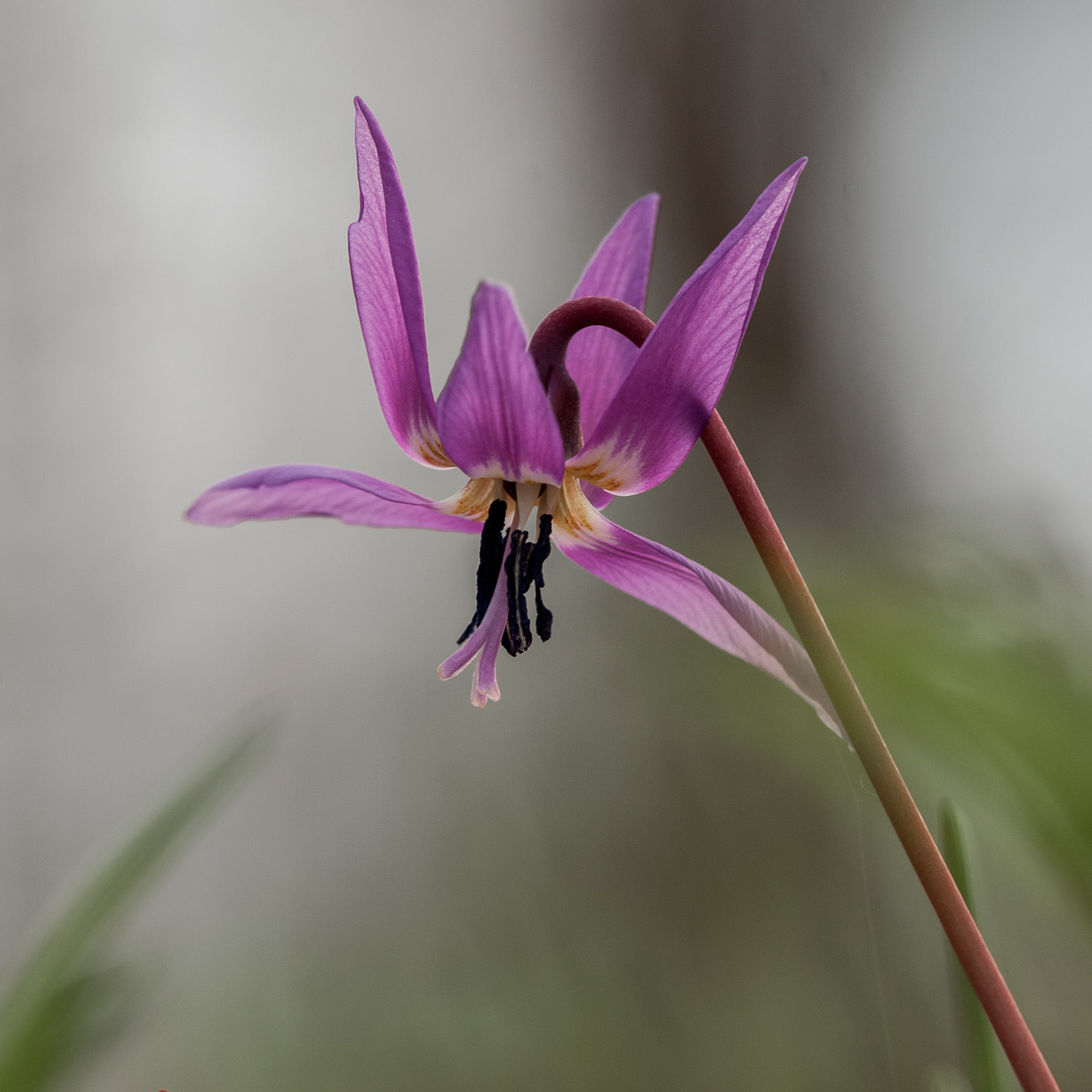 Nikon D90 sample photo. Dogtooth violet photography