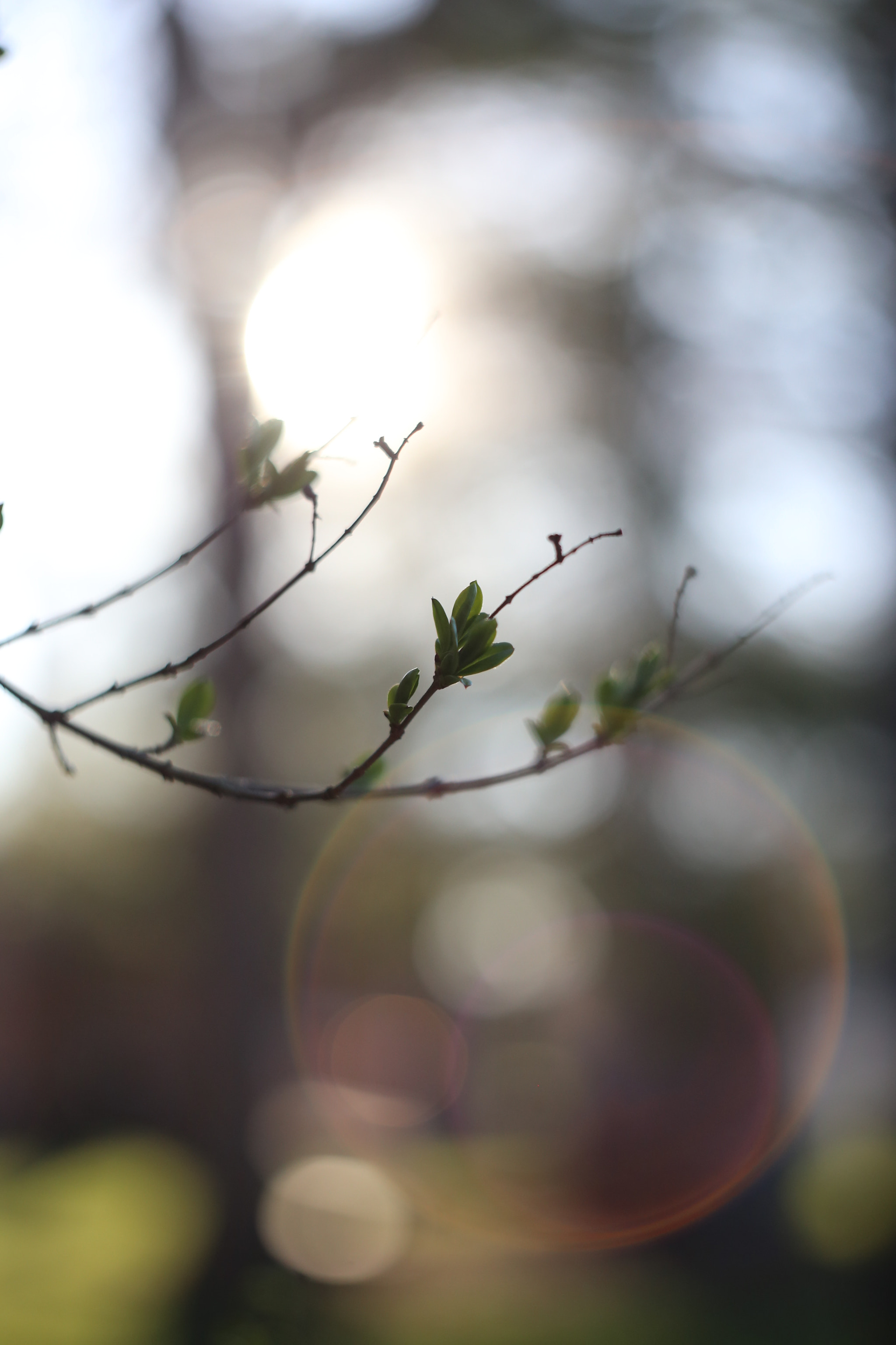 Canon EOS 6D sample photo. Signs of spring photography