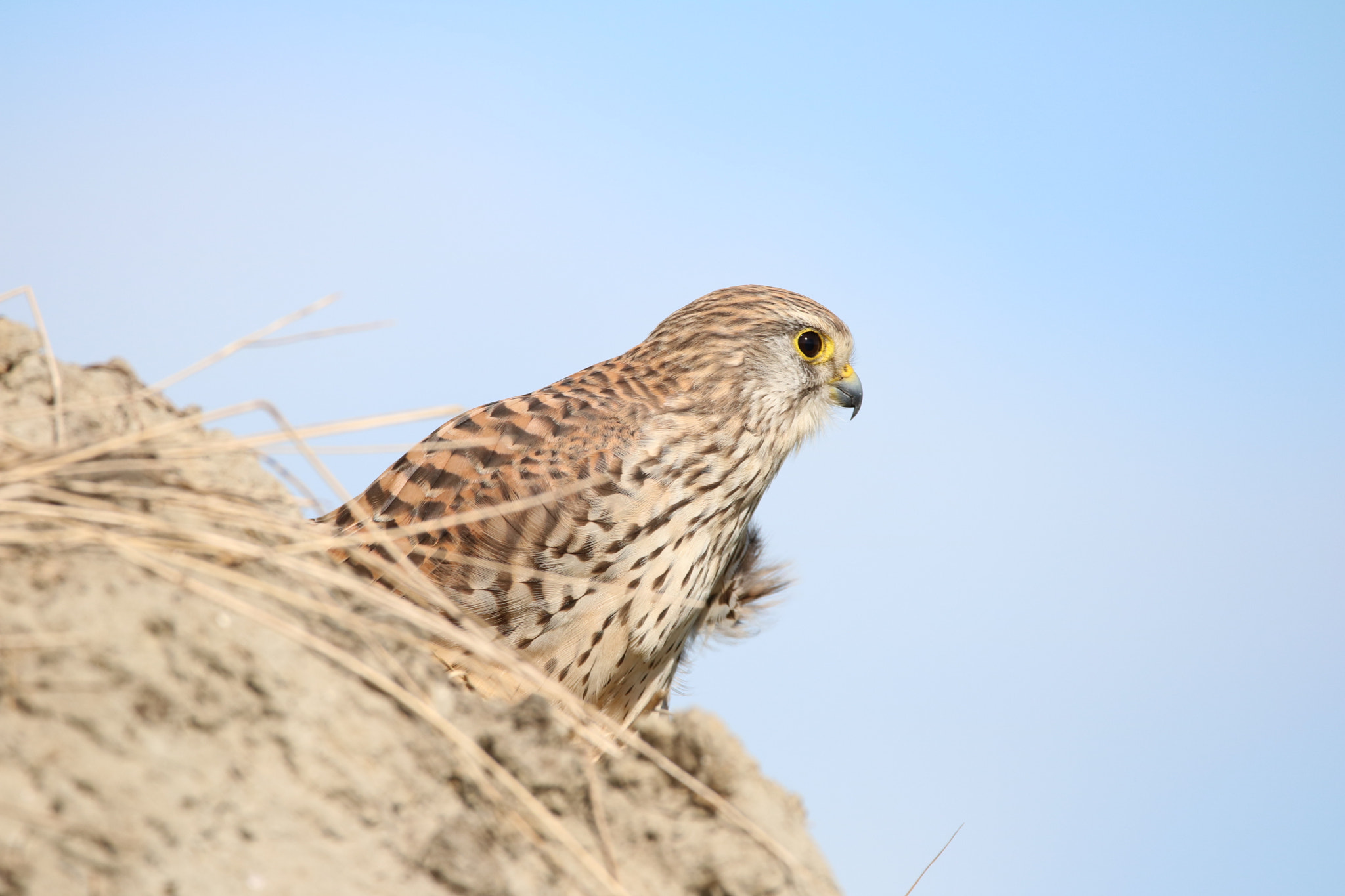 Canon EOS 760D (EOS Rebel T6s / EOS 8000D) + Sigma 150-600mm F5-6.3 DG OS HSM | C sample photo. Common kestrel photography