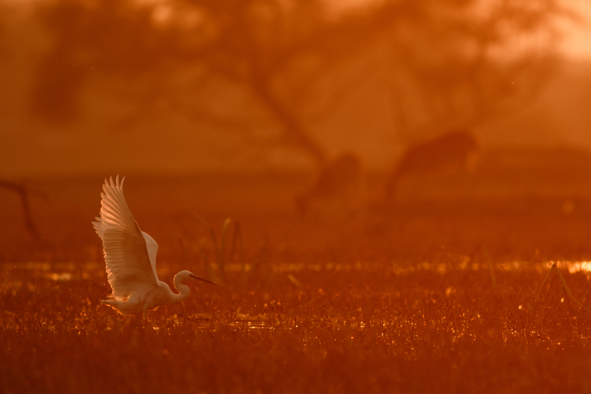 Canon EOS 7D Mark II + Canon EF 400mm F5.6L USM sample photo. Evening bloom photography