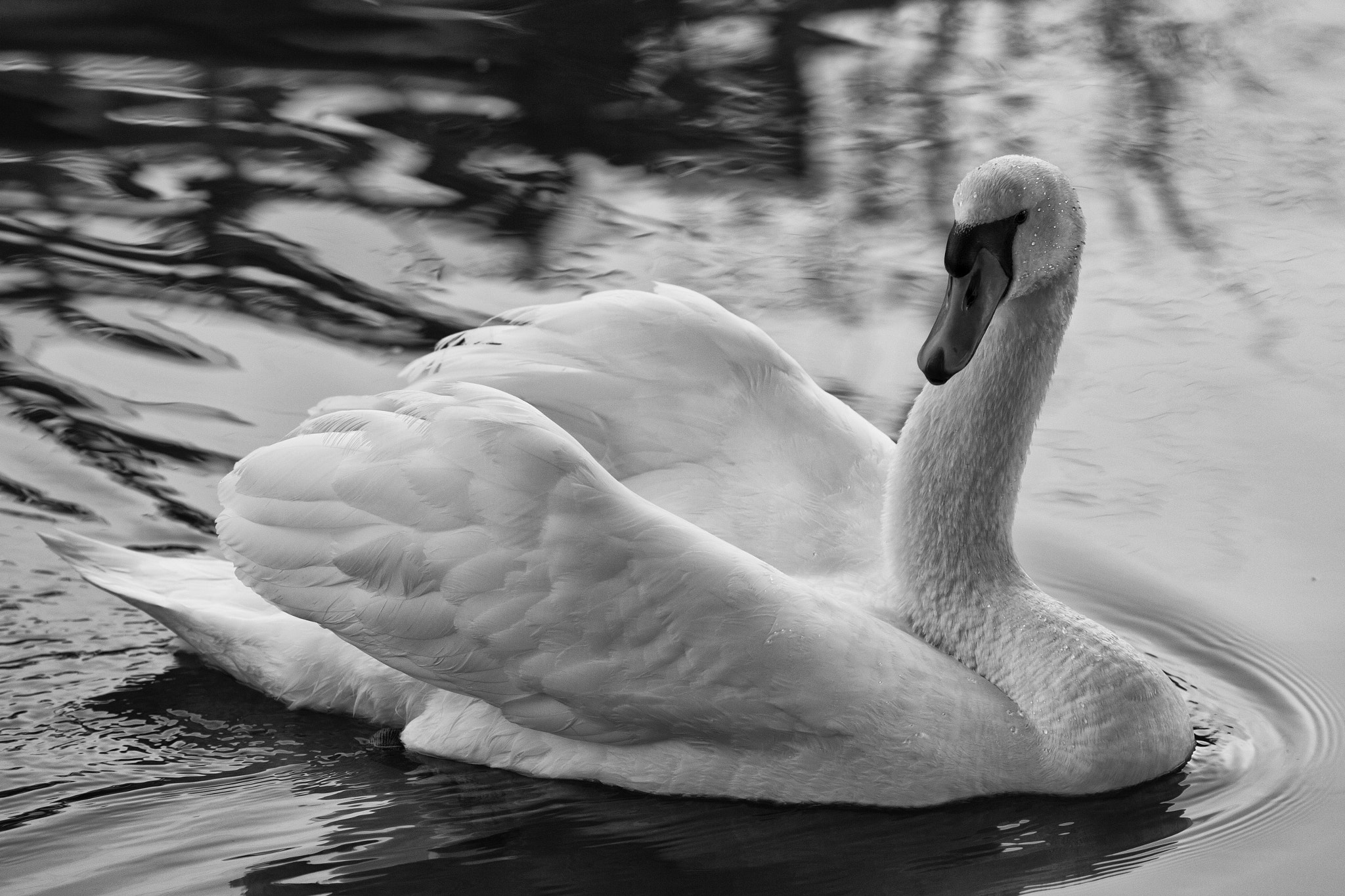 Canon EF 100mm F2.8 Macro USM sample photo. Swan on the river photography