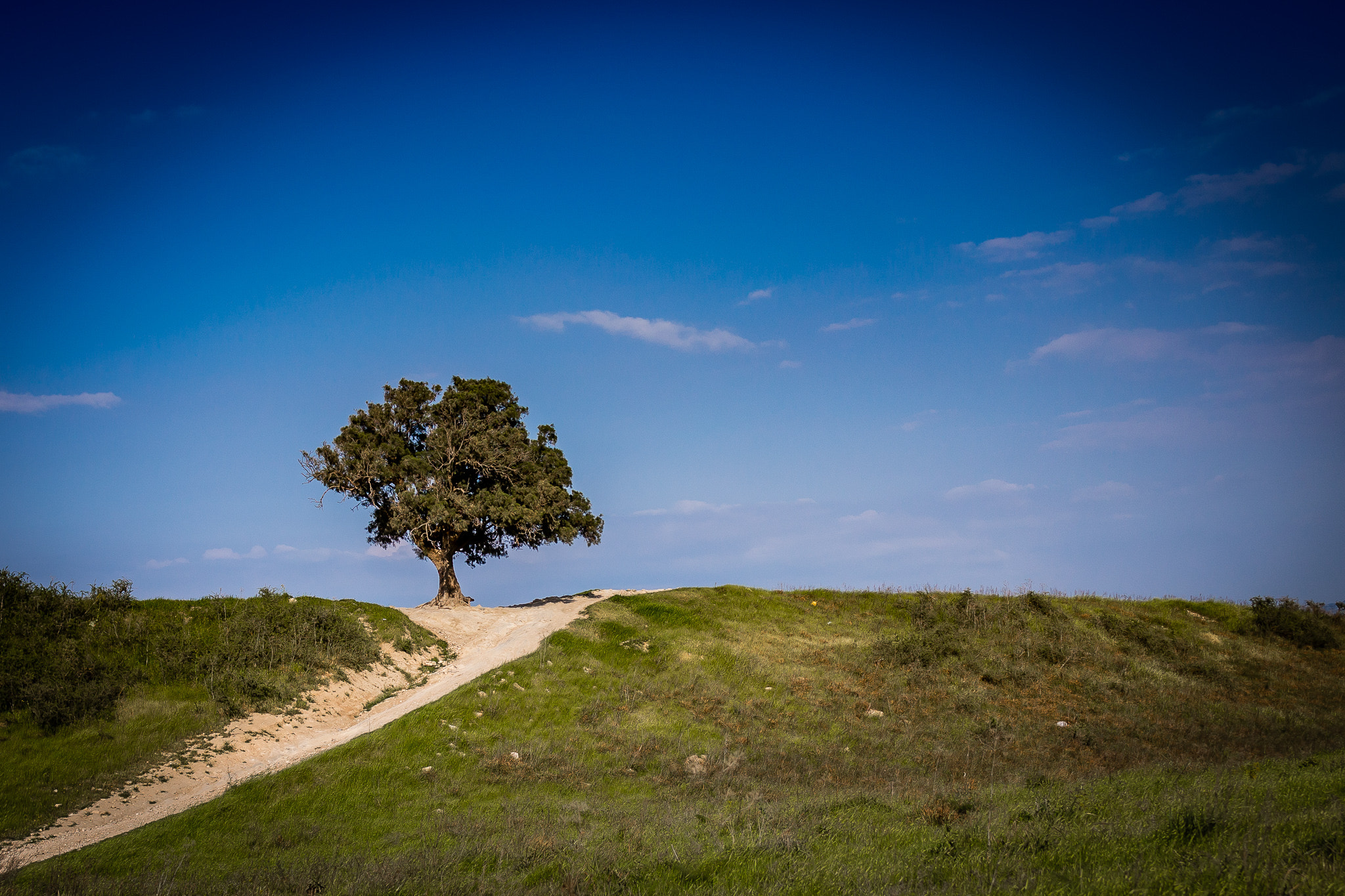 Tamron SP 35mm F1.8 Di VC USD sample photo. Tree photography