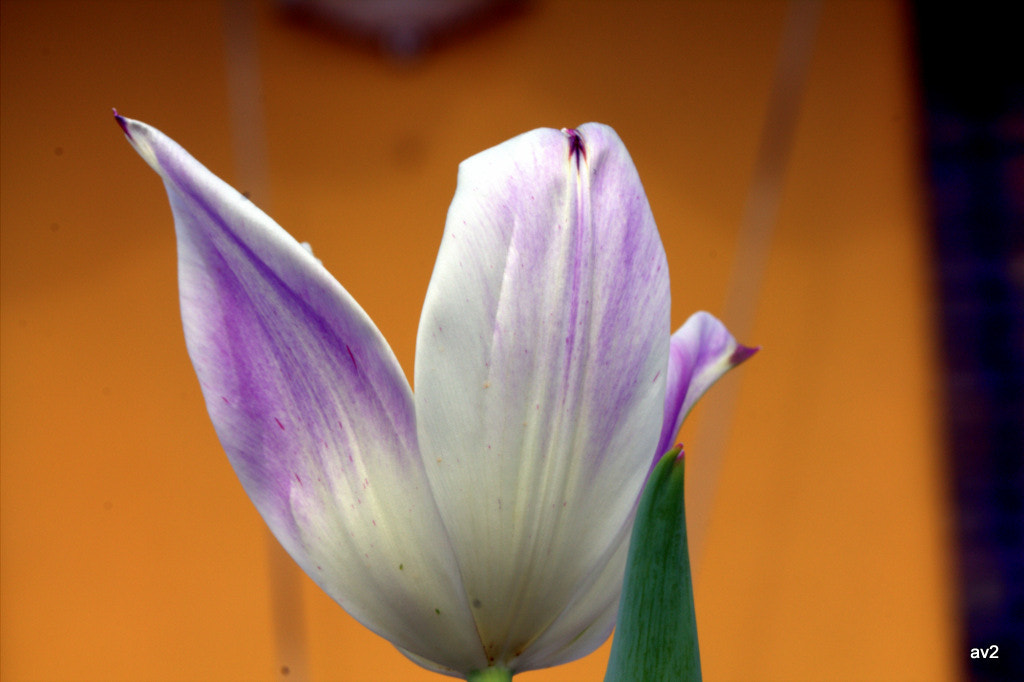 Canon EF 100mm F2.8L Macro IS USM sample photo. Flor de primavera photography