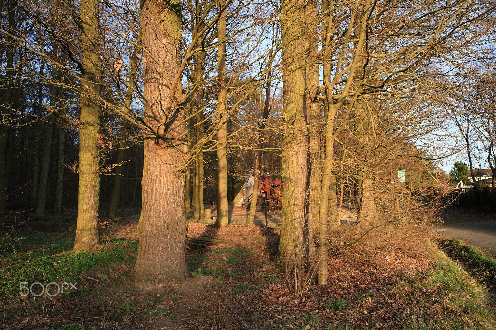 Canon EOS 5D sample photo. The oak trees photography