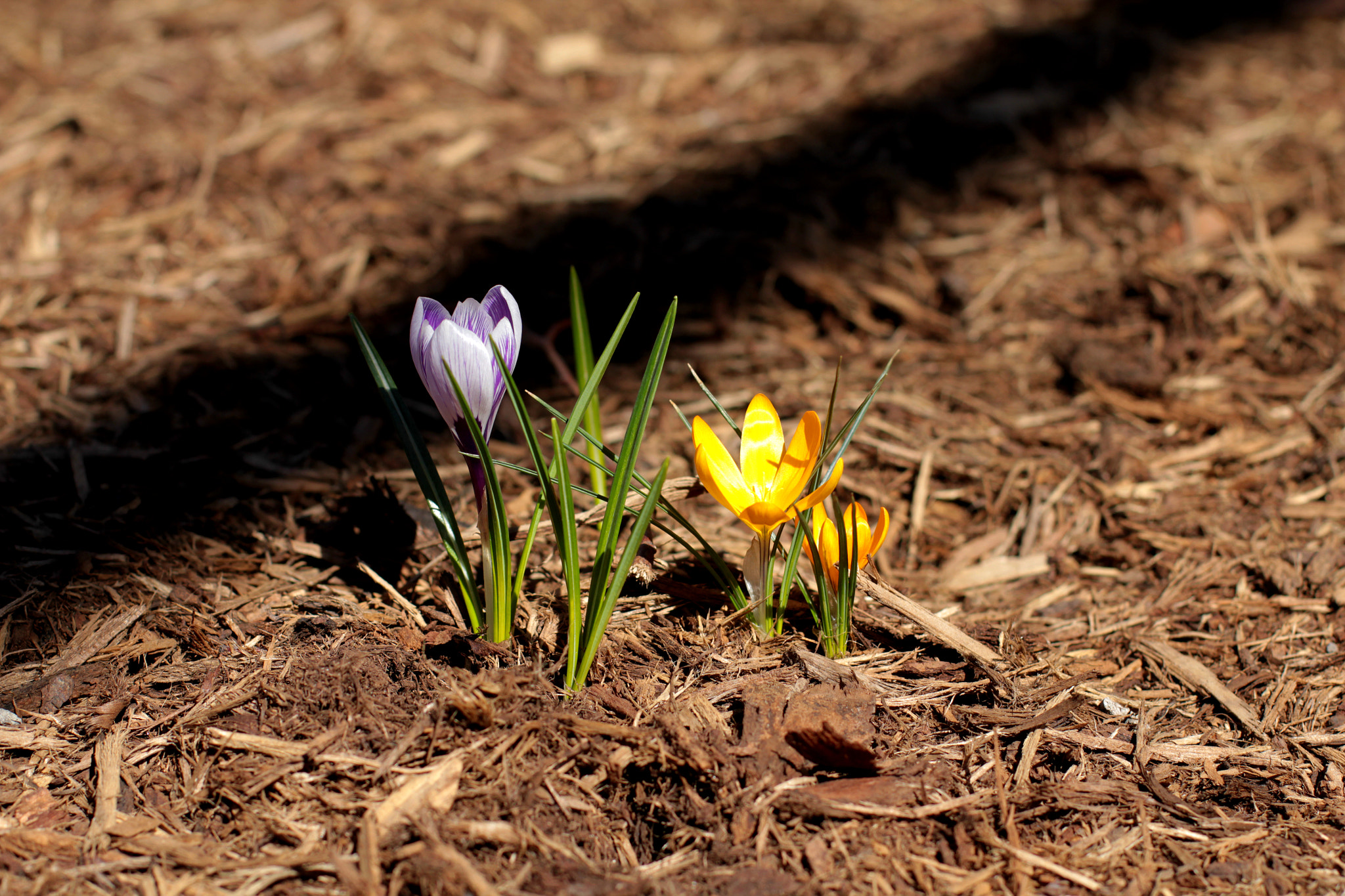 Canon EOS 550D (EOS Rebel T2i / EOS Kiss X4) sample photo. Yellow photography