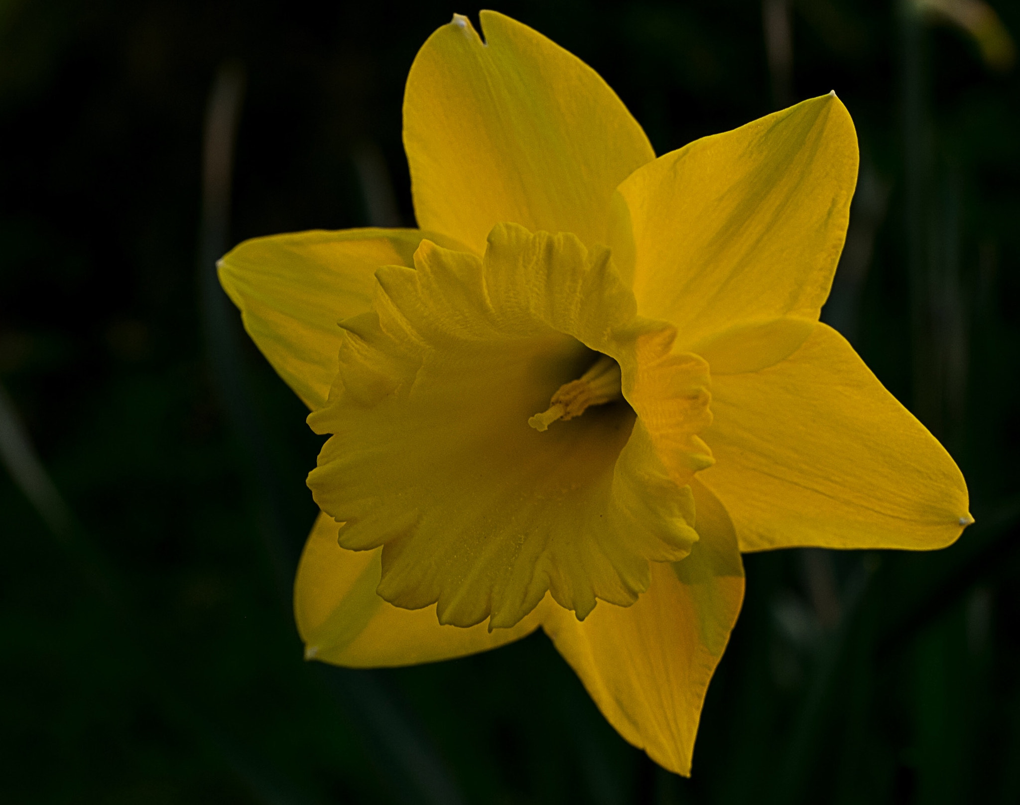 Fujifilm X-T1 + Fujifilm XF 16-55mm F2.8 R LM WR sample photo. The first daffodil this year photography