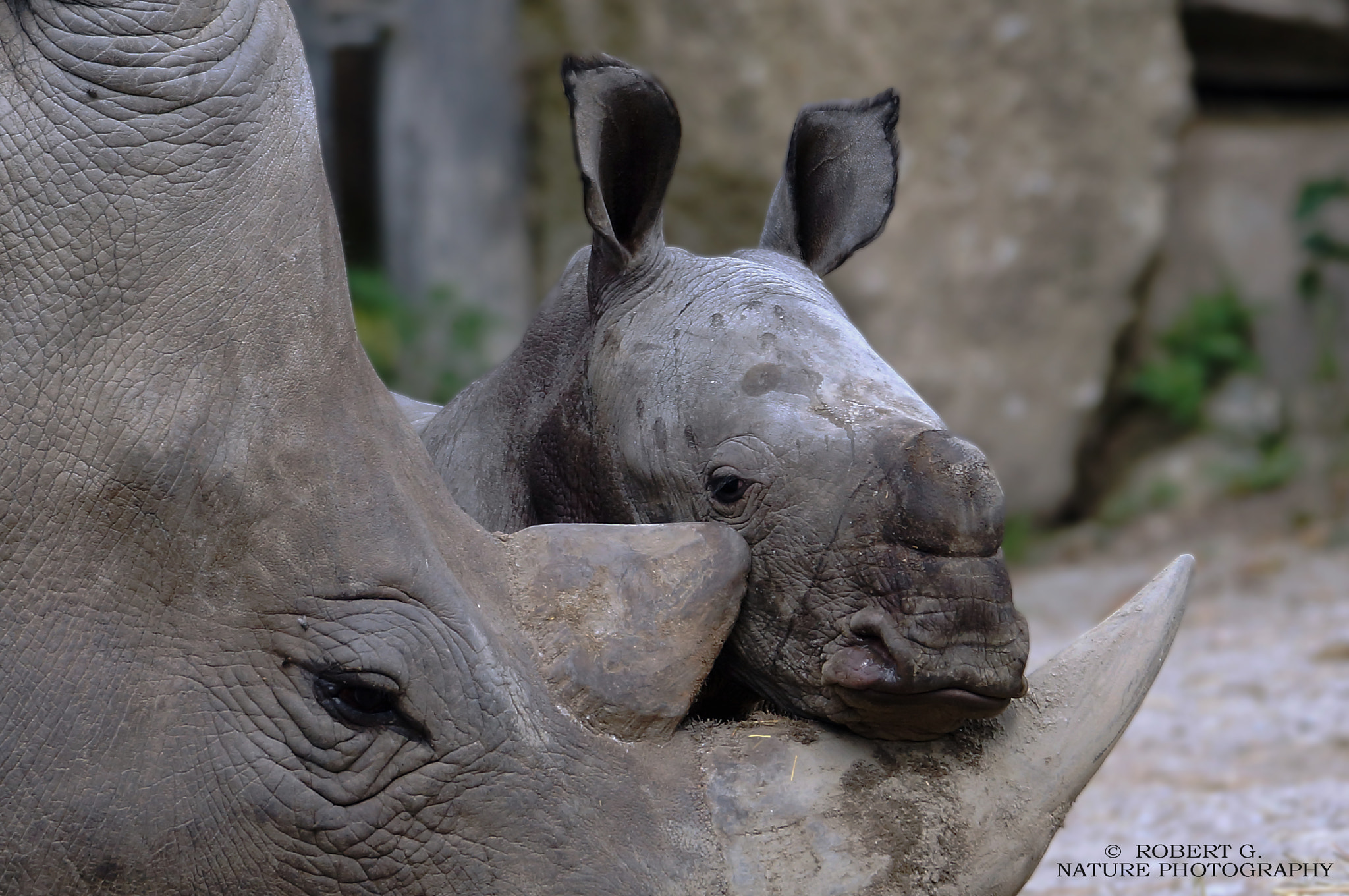 Sony SLT-A77 + Sony 70-300mm F4.5-5.6 G SSM sample photo. White rhino baby photography