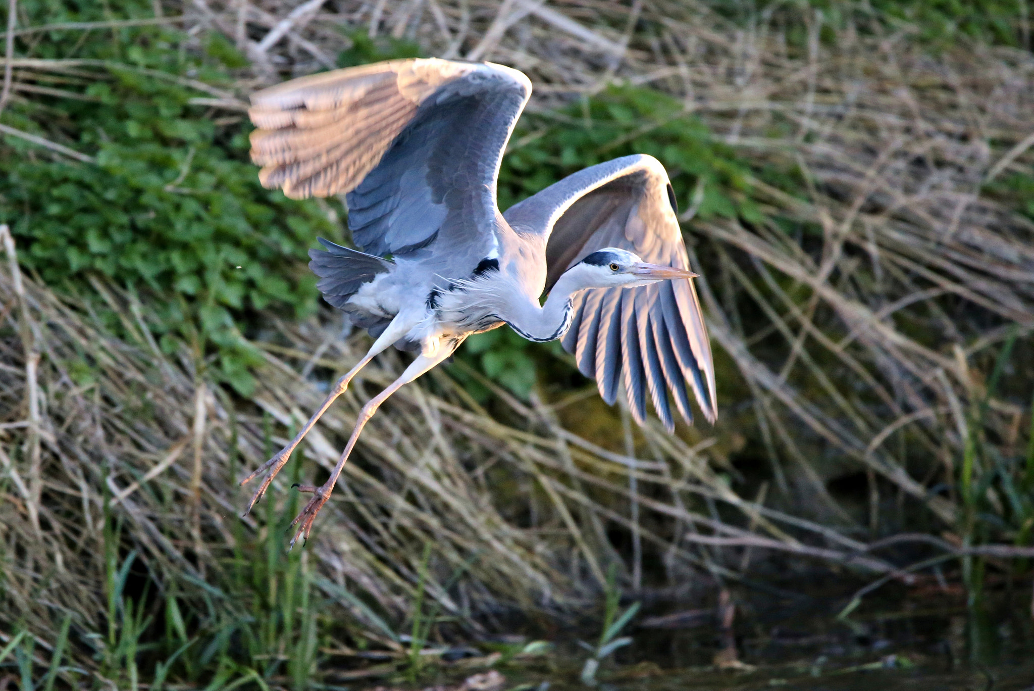 150-600mm F5-6.3 DG OS HSM | Contemporary 015 sample photo. Heron heading for the sun photography