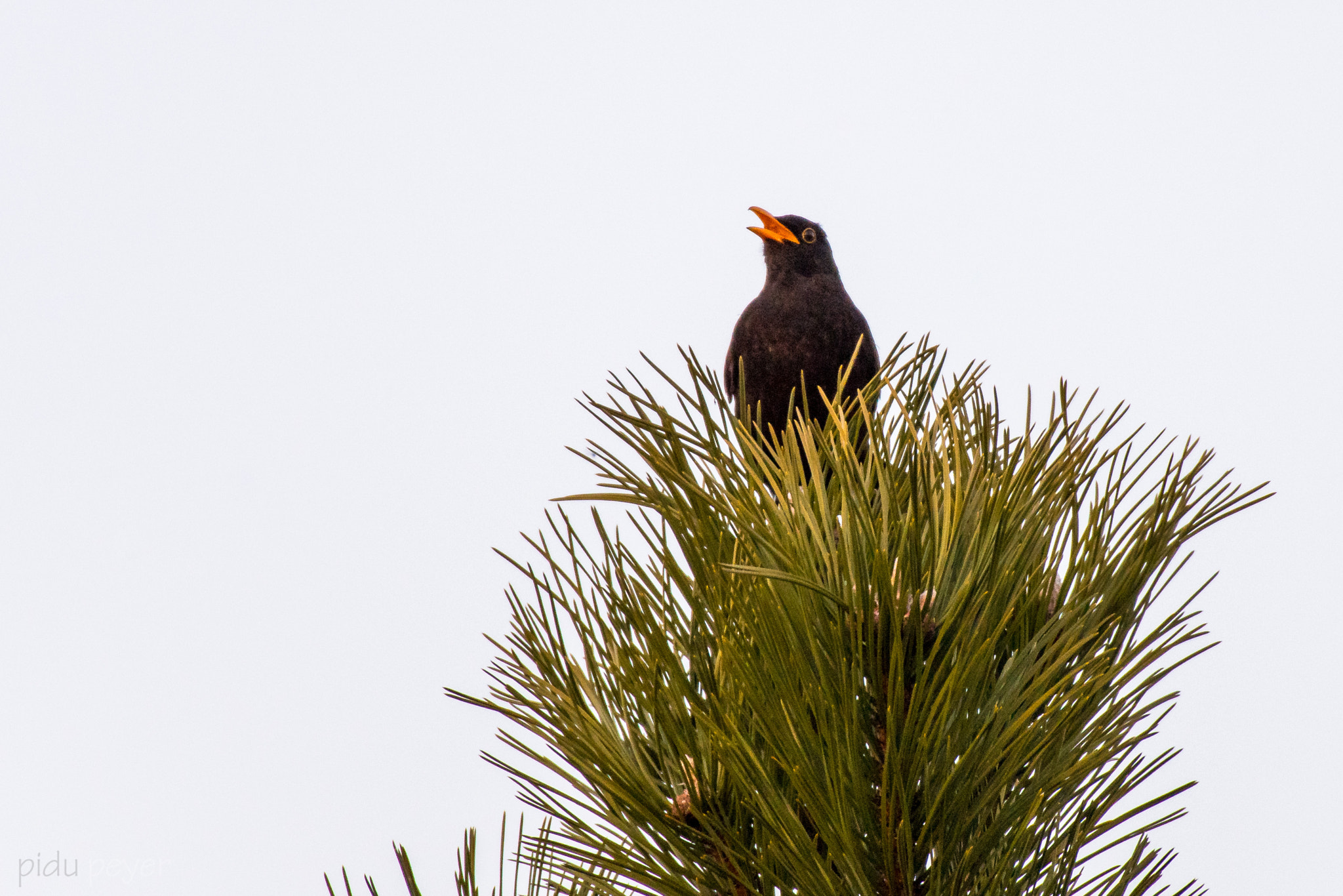 Nikon D5 + Nikon AF-S Nikkor 200-500mm F5.6E ED VR sample photo. Voice of life photography