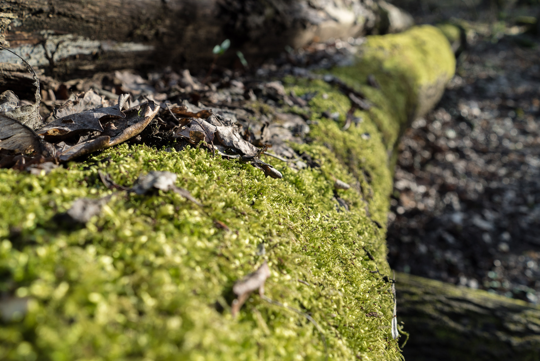 Sony a7S sample photo. Moss photography