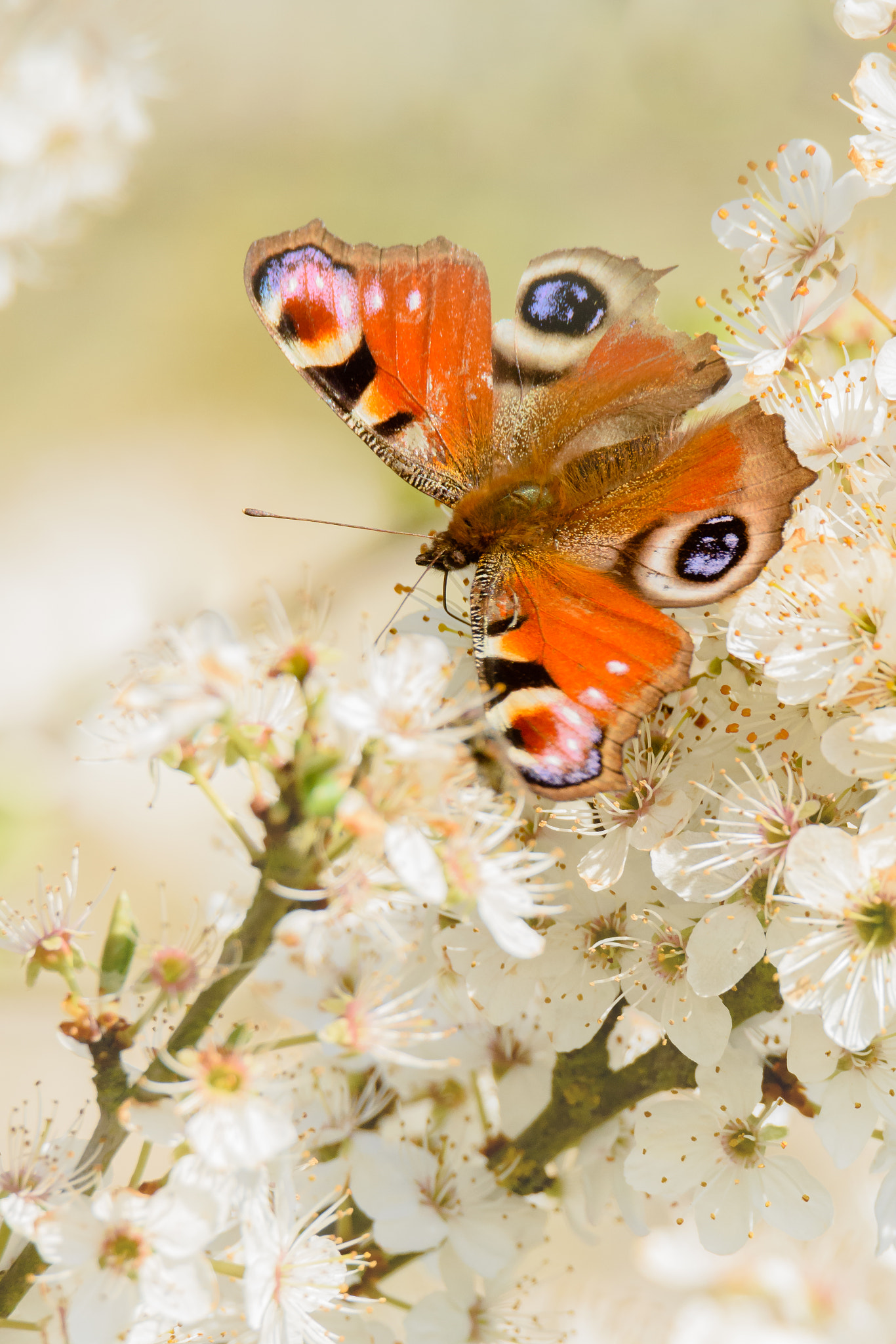 Nikon D7200 sample photo. Spring has arrived photography
